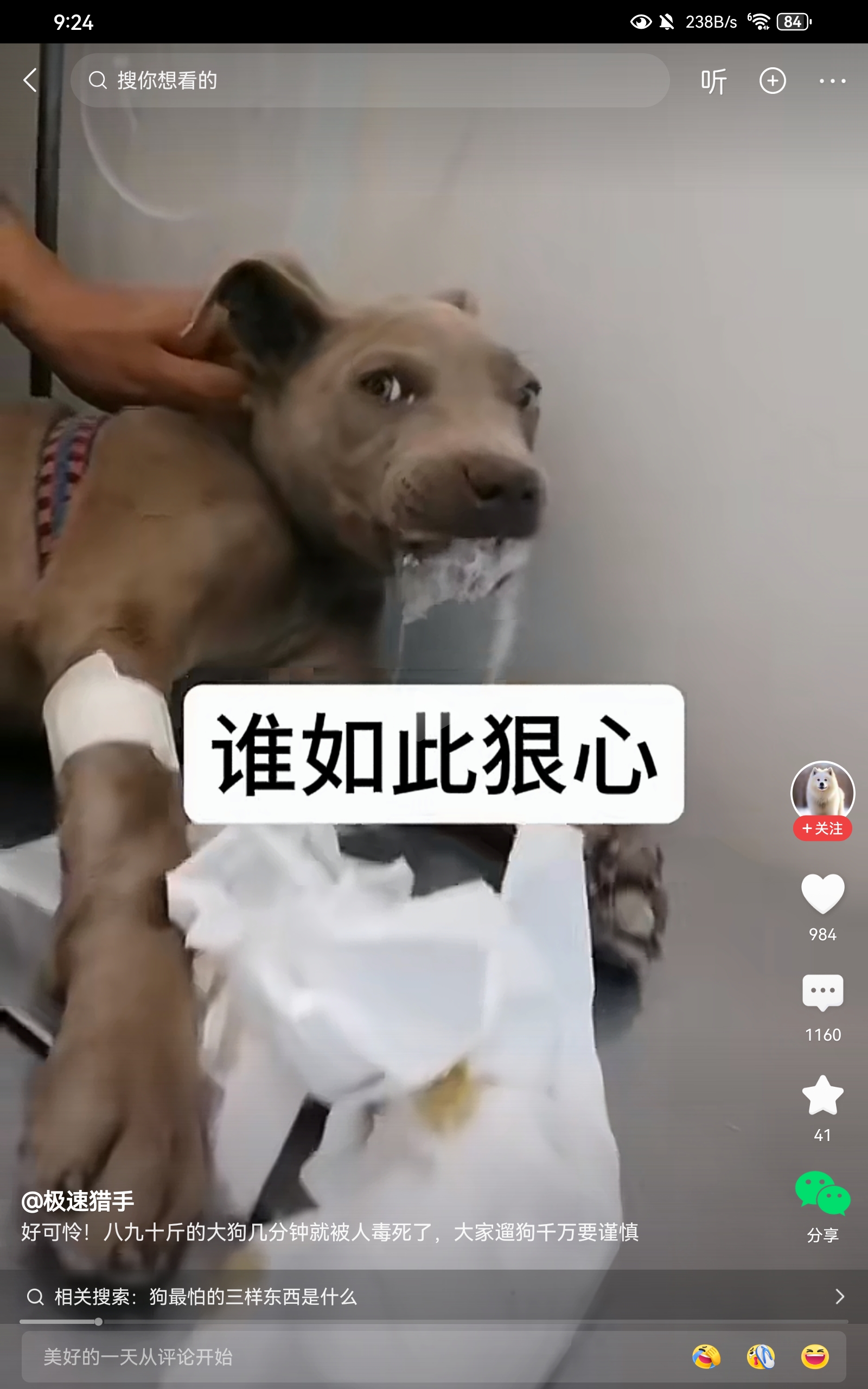 大型犬，禁养犬，没拴绳，被下毒，到底谁是凶手？狗主人也！