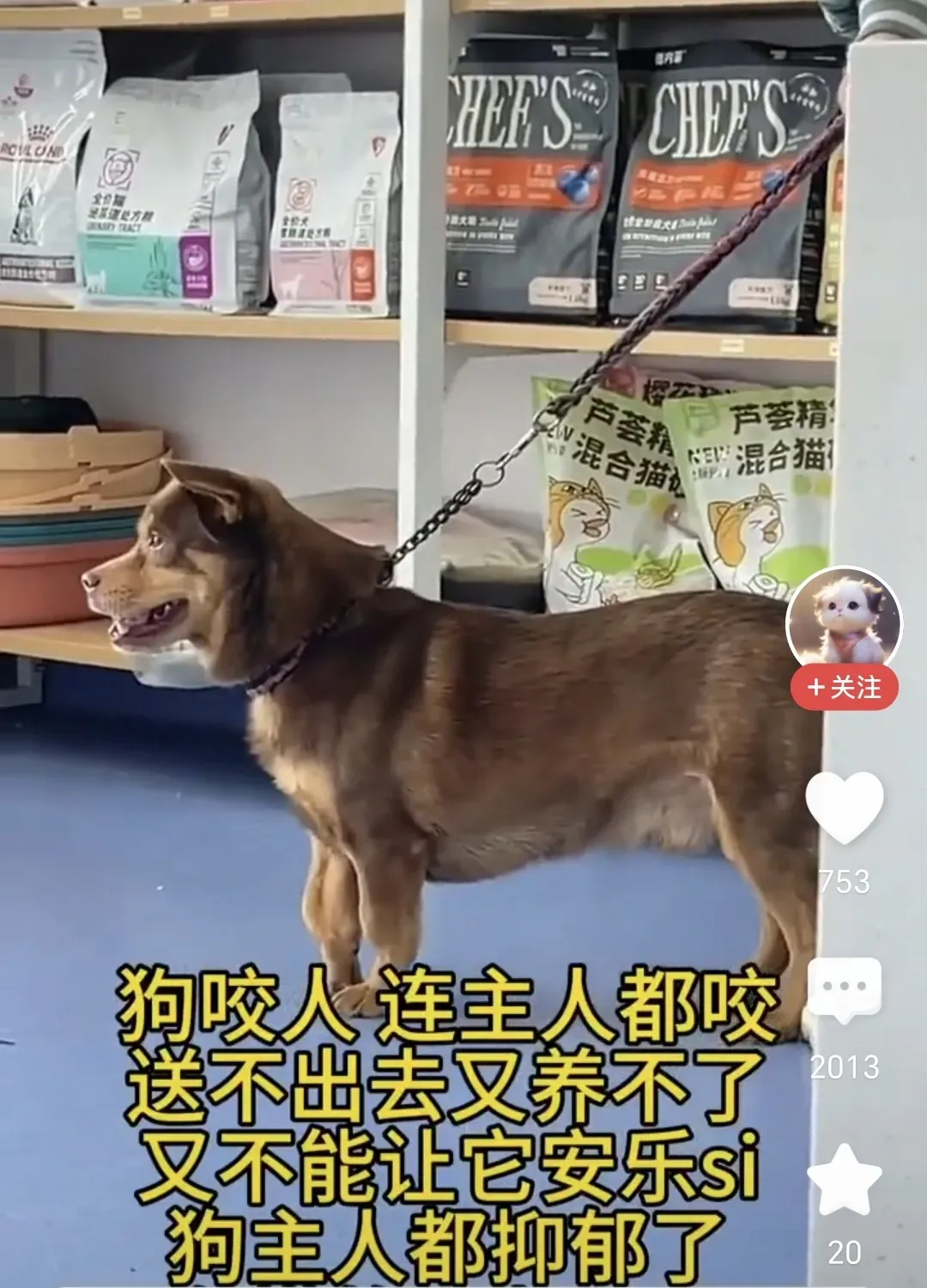 对于咬人的狗，尤其是咬主人的狗，真不用客气，不用可惜，不用舍不得，想想你被咬的痛苦，可能只有狗肉馆就是它们最好的归宿。