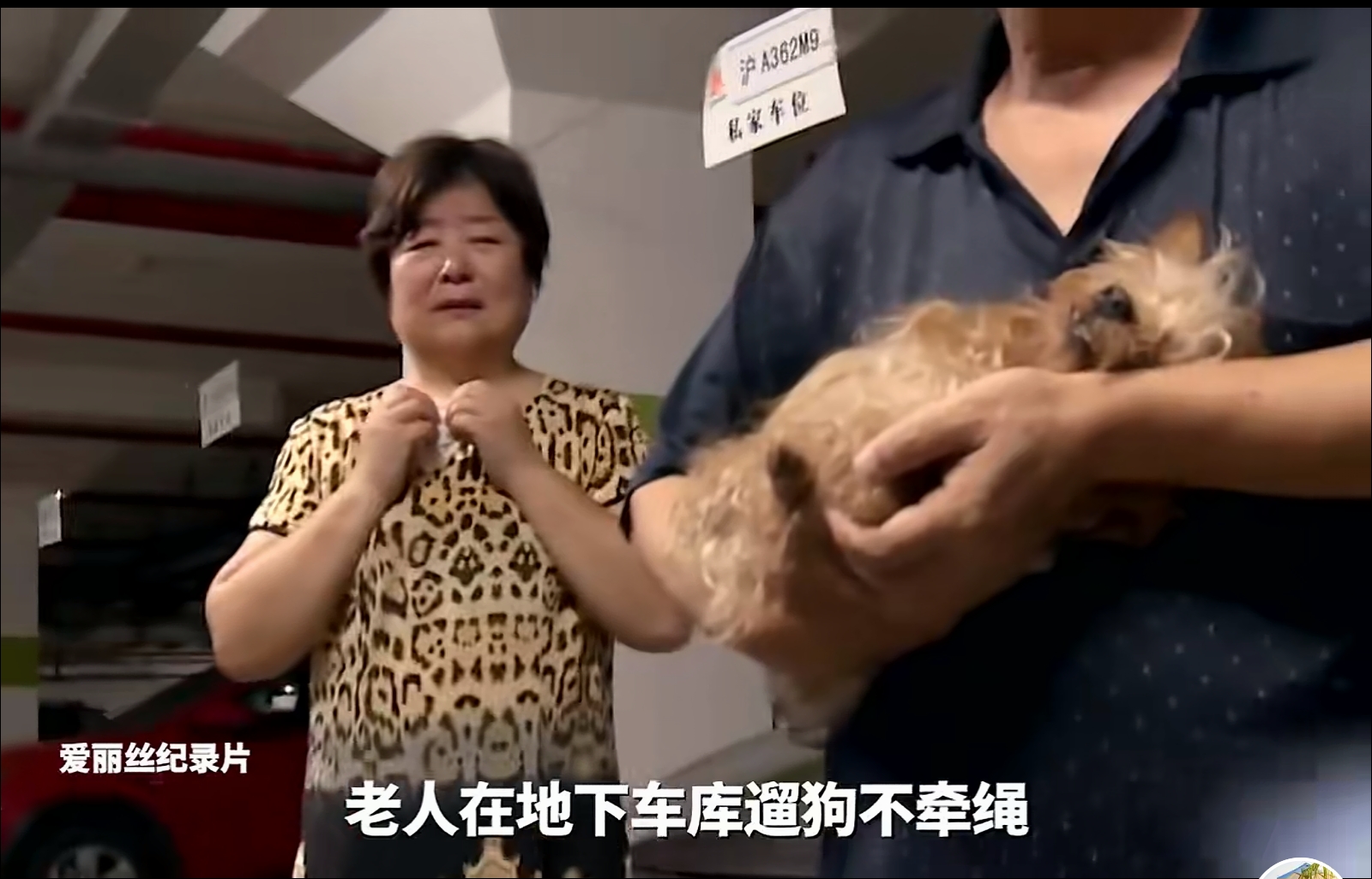 遛狗不牵绳，撞死白撞，应该形成社会共识。