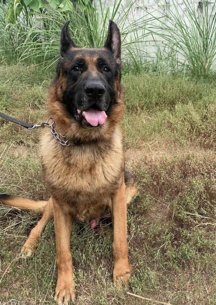 80年代的时候，我们当地公安局淘汰了一批不合格的警犬，有一只骨头特别软。

我妈就带回去了，悉心照料，那个时候我爸一个月工资菜十几块，

局里不是有大食堂嘛，有个师傅给我妈说让她把鸡蛋壳弄碎拌到狗的饭