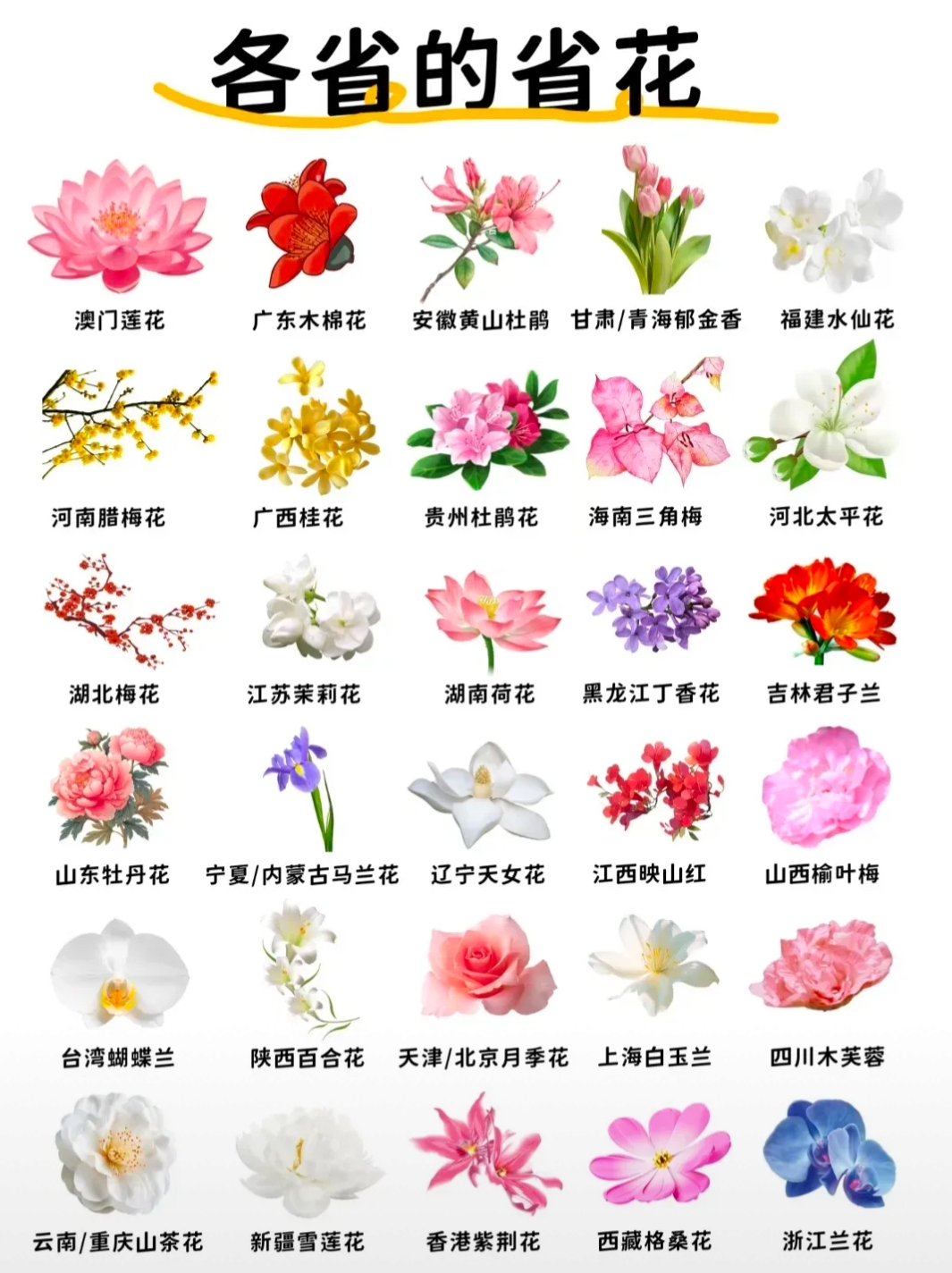 我国各省的省花。