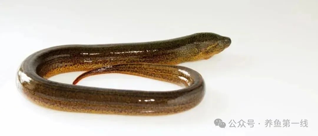 鳝鱼，又名黄鳝，是我国南方的一种淡水鱼类。黄鳝没有鳞（退化了），然后肉多刺少啊，可以烹饪出很多美味佳肴了，于是它又被美称为“无鳞公子”了。用黄鳝可以烹饪出很多著名的美味佳肴啊。比如大烧马鞍桥、干煸鳝丝