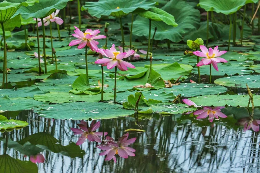 夏日炎炎，有水域（不论是自然水域还是人工景观湖）的公园景区往往是人们散步、游览和打卡的好地方。这些有水域的公园景区大部分都栽培有荷花。在天气特别热的时候荷花正好盛开了啊。然后，盛开的荷花是七八两月酷暑