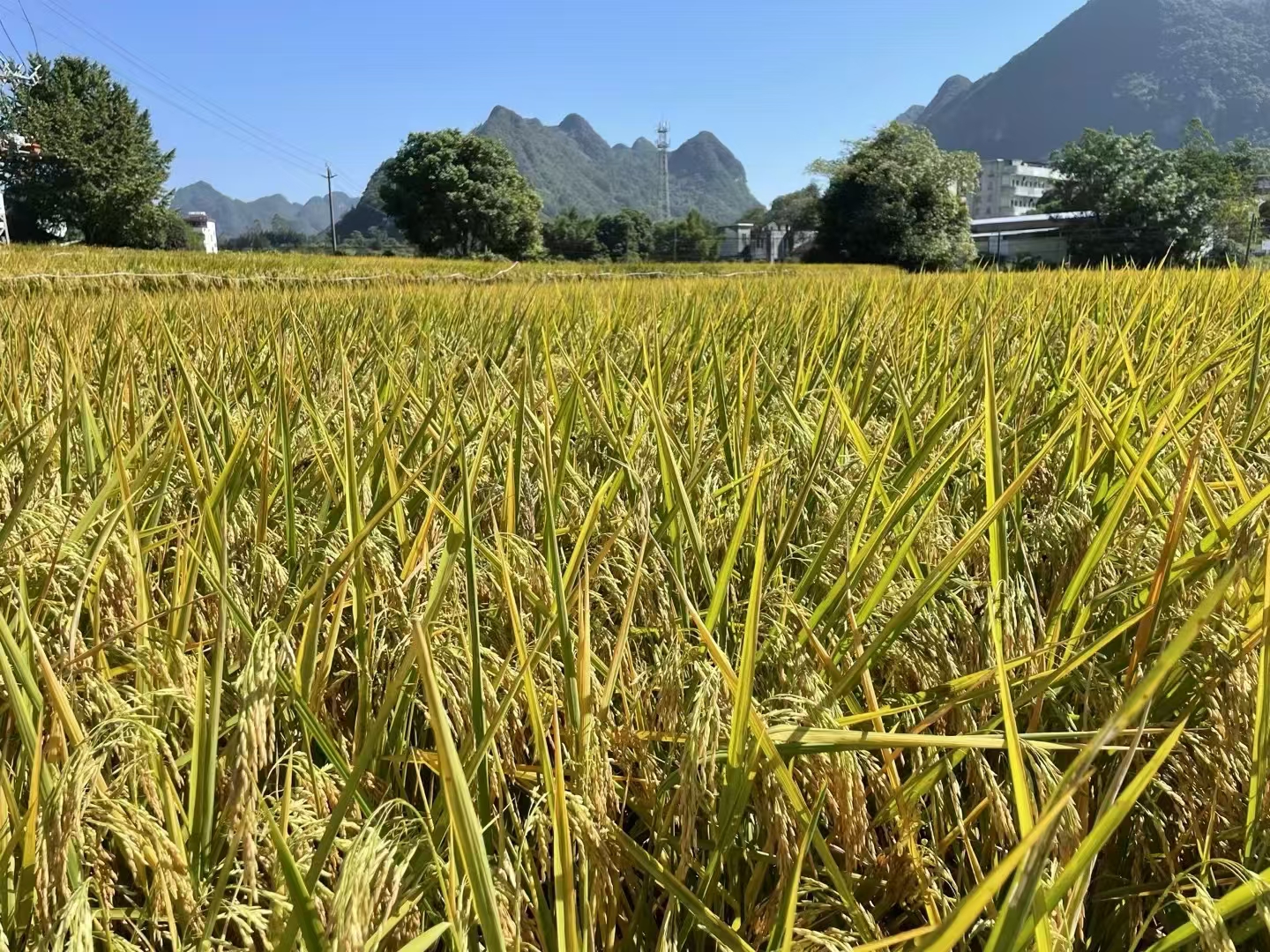 属龙生肖2025年每月运程
一月生意兴隆、名利双收、酒色伤身 。
二 月白虎冲动、财多身弱、行动小心。

三月坚守本分、认真做事、迎刃而解。

四月营谋做事、坚实渐进、比较安泰

五月得意之时、须防破