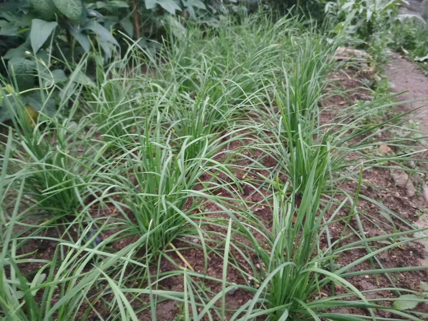 菜地里都没什么菜了，全是这种小配菜都吃腻了。