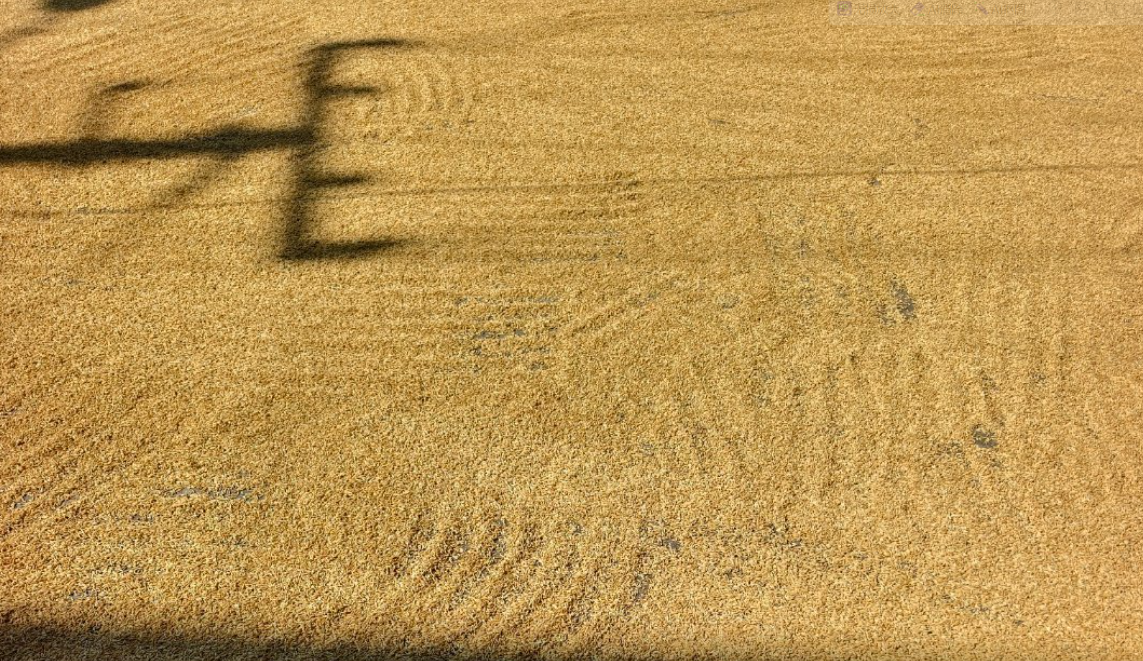 苍溪高坡稻谷大丰收