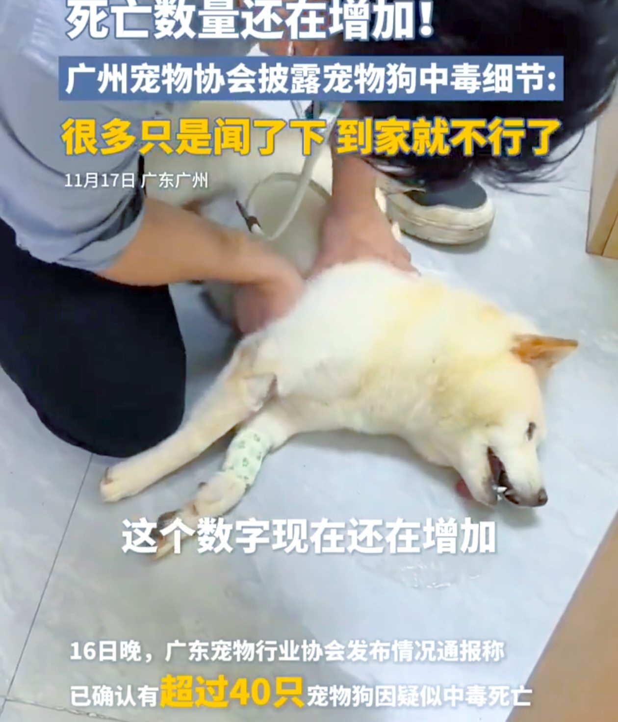 广州惊现宠物狗“夺命危机”！
 
近日，广东省宠物行业协会接到广州地区多起令人揪心的报告：大量宠物狗疑似中毒。初步统计，超40只宠物狗已因此死亡，更可怕的是，17日消息显示，通报后死亡数字还在攀升。有