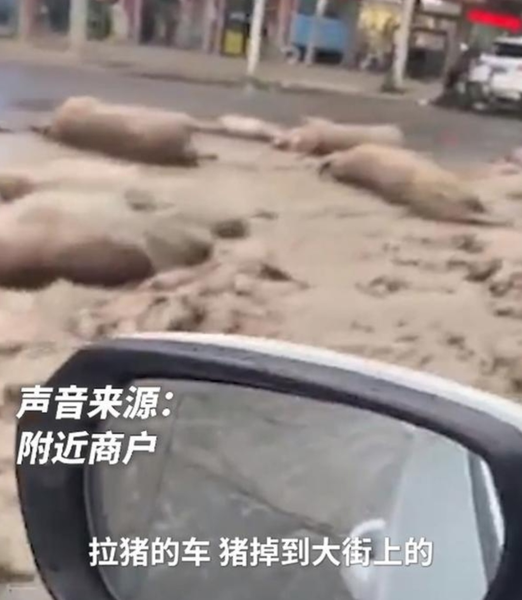 近日，河南周口太康县逊母口镇东街发生了一起令人震惊的事件。一辆载满生猪的货车在行