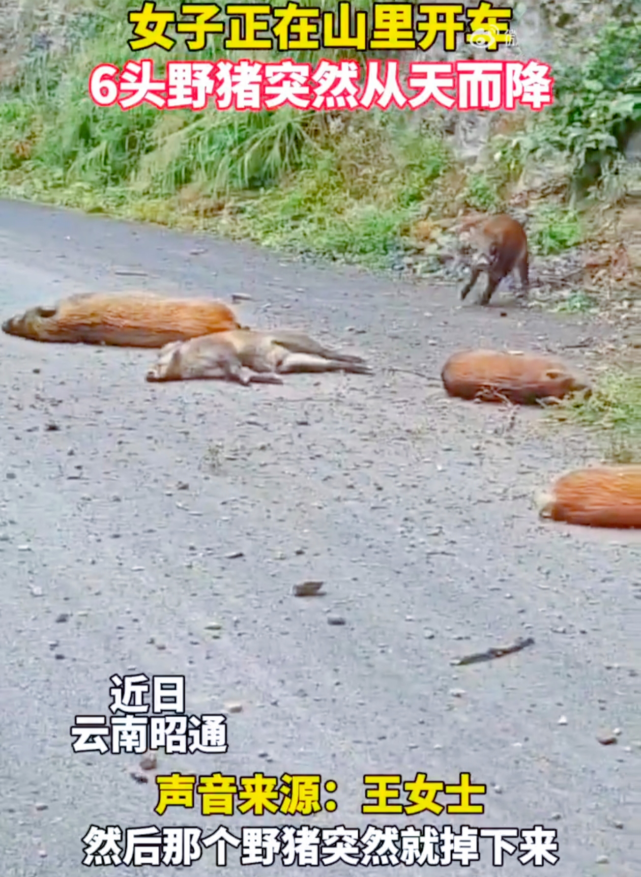 在云南昭通，发生了一件令人匪夷所思的事。
 
王女士在山里驾车行驶时，遭遇了极度惊险的一幕。天空中突然传来噼里啪啦的声响，一群野猪竟如“炮弹”般落在她车前仅 1 米处。这突如其来的状况，瞬间把王女士吓