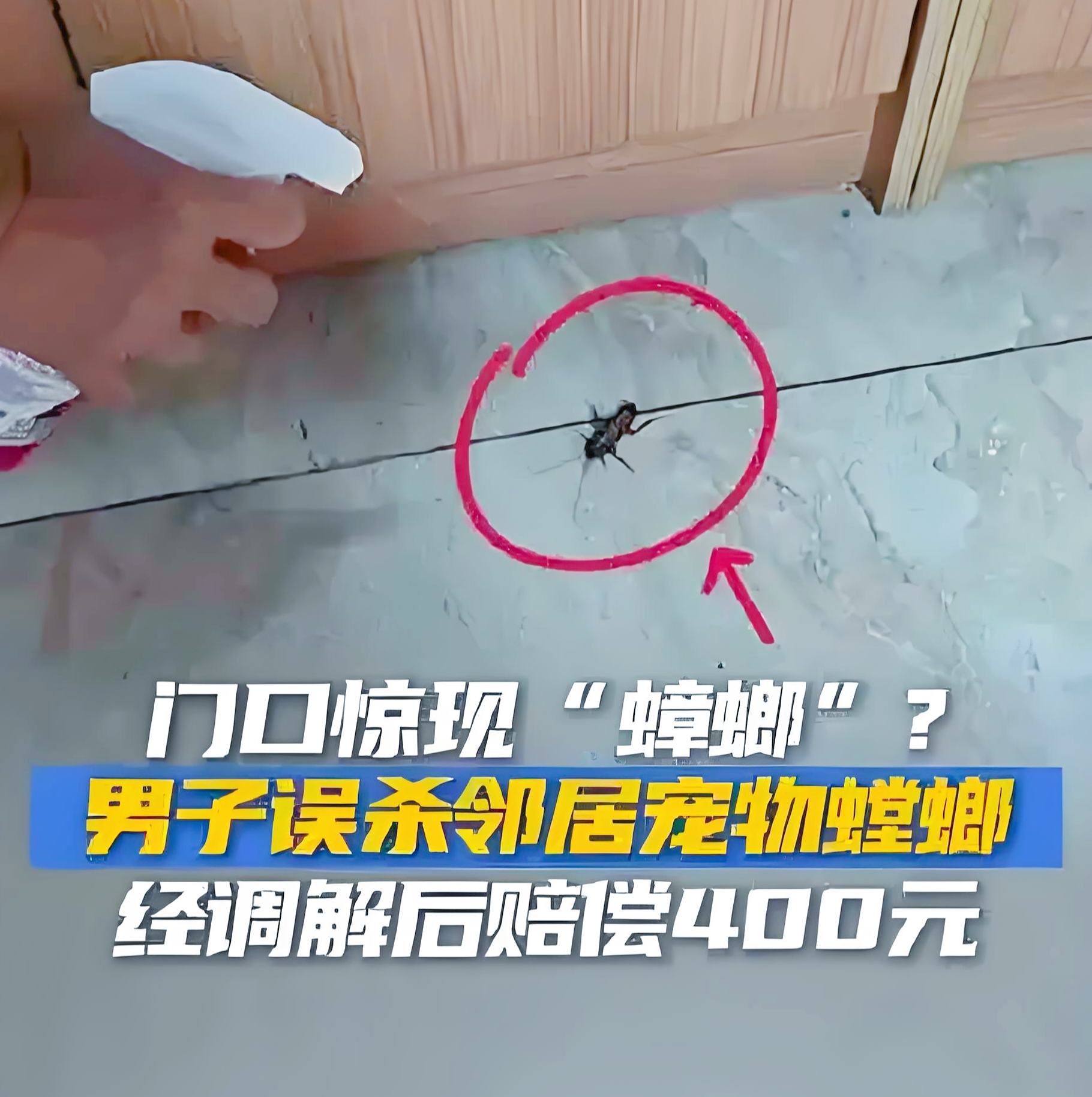 近日，杭州某小区发生了一件令人啼笑皆非又引人深思的事儿。住户杨某在家门口发现疑似蟑螂出没，想都没想，迅速拿起杀虫剂对着虫子一顿喷杀。解决完“害虫”，他怎么也想不到，自己惹上了大麻烦——被他喷死的，竟是