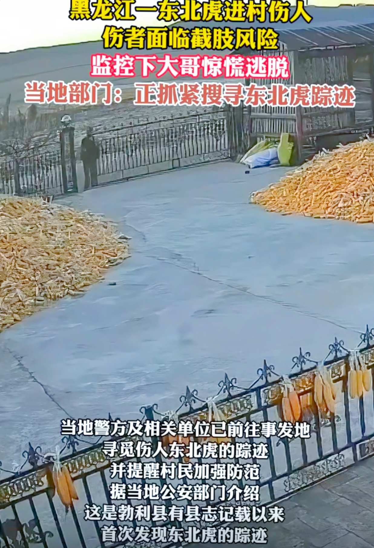 黑龙江勃利县一个村子里惊现“不速之客”，还把人给咬伤了，你敢信？
 
11月18日，有网友发短视频说勃利县吉兴乡长太村好像有老虎出没，而且有村民受伤。当天上午，伤者家属哭诉，他父亲被老虎咬了，手臂恐怕