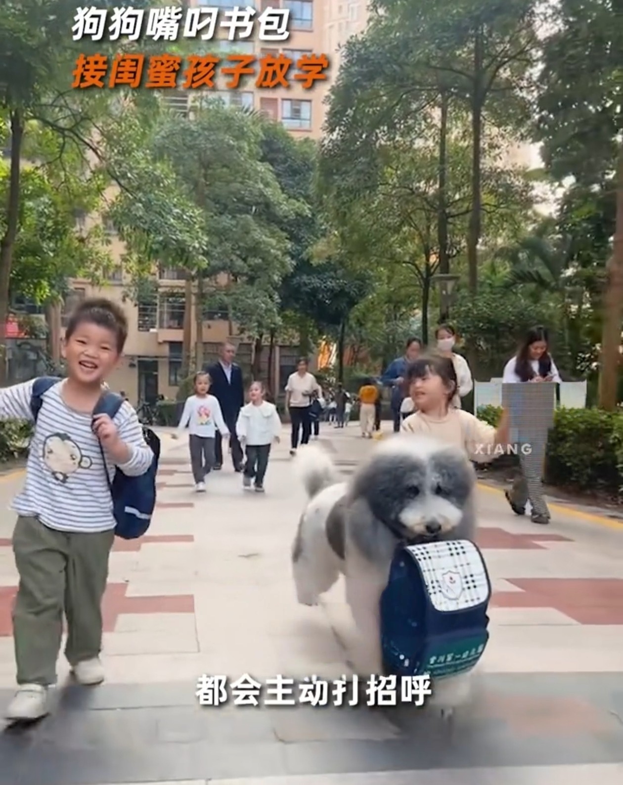 你能想象吗？有个神奇的“小跟班”每天准时出现在学校门口接小主人放学，而且它还不是人，是一只狗狗呢！
 
1月8日在广东惠州，就有这么一段萌翻众人的视频。一只巨型贵宾犬嘴叼书包接孩子放学，这场景简直太有