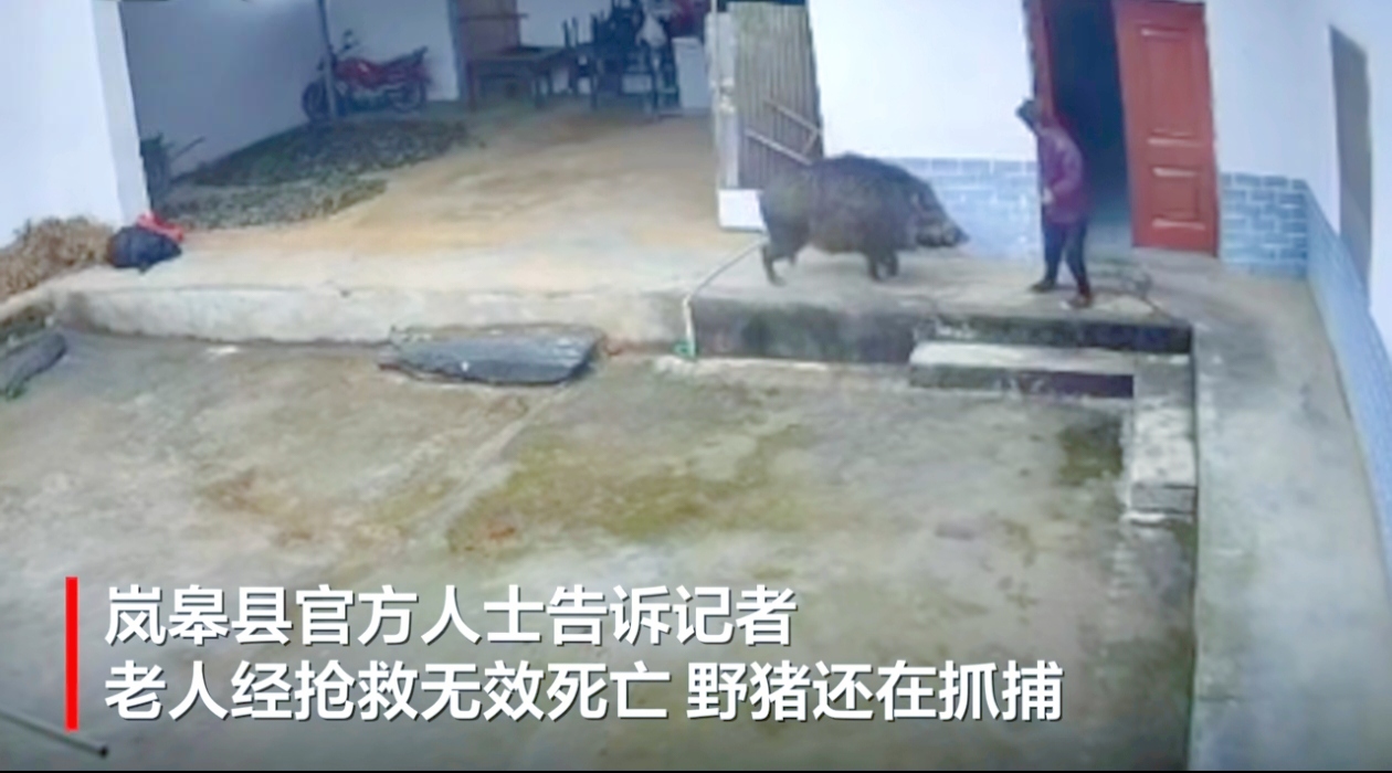 当野性冲破藩篱，家宅竟成“战场”，谁之过？
 
近日，陕西岚皋县佐龙镇发生惊魂一幕。一头野猪如失控的“恶魔”，闯进居民家中，对一位老人展开了疯狂攻击。监控里，老人似柔弱的“羔羊”，被野猪无情撞倒，衣物