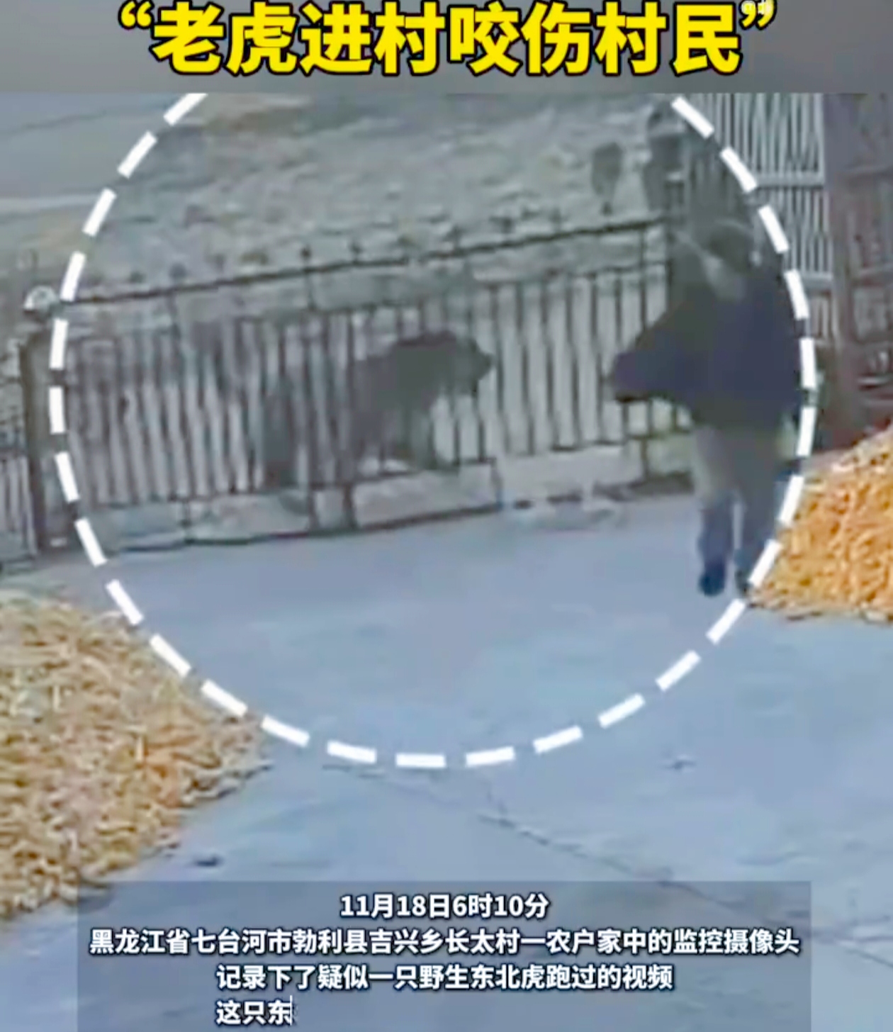 黑龙江七台河勃利县吉兴乡长太村出大事啦！农户家的监控竟拍到疑似野生东北虎，它还试图撞铁门呢！
 
就在今天下午，情况更严重了。据勃利县林业和草原局通报，有村民左手被老虎咬伤，正在治疗，好在情绪稳定、体