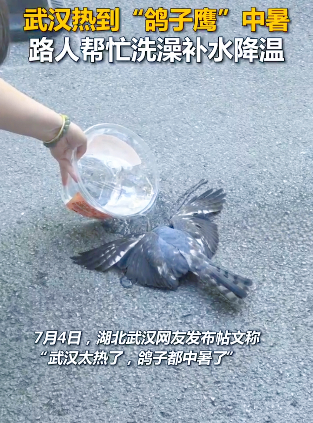 近日，湖北武汉的酷热天气成为了人们热议的焦点。7月4日，有网友发布贴文称，武汉太热了，连鸽子都中暑了，路人见状纷纷帮忙给鸽子洗澡补水降温。这一消息瞬间引发广泛关注，不少人看到视频里鸽子瘫倒、呼吸急促的