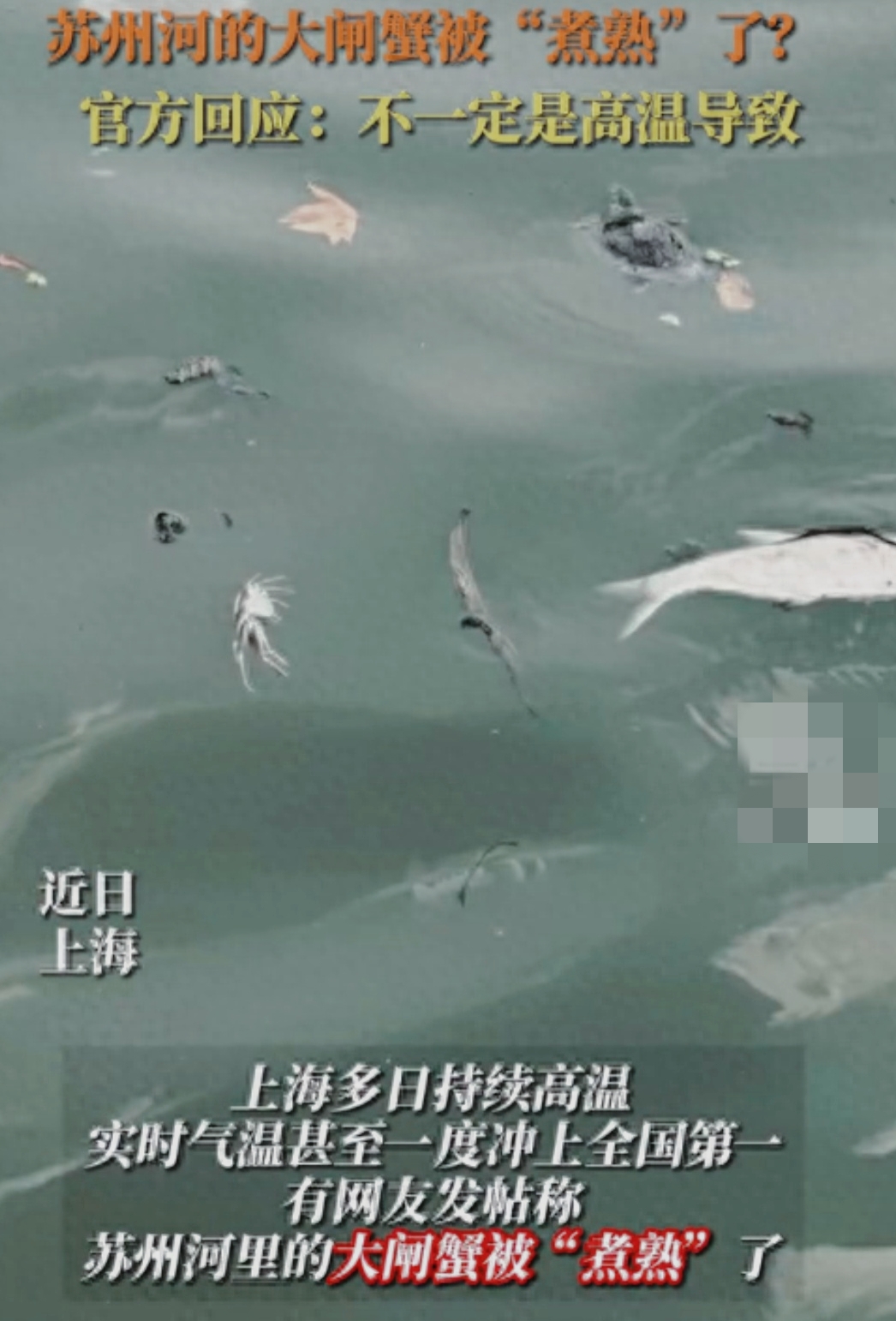苏州河里的大闸蟹被“煮熟”了

苏州河的水温随着气温的升高而变得滚烫。大闸蟹作为