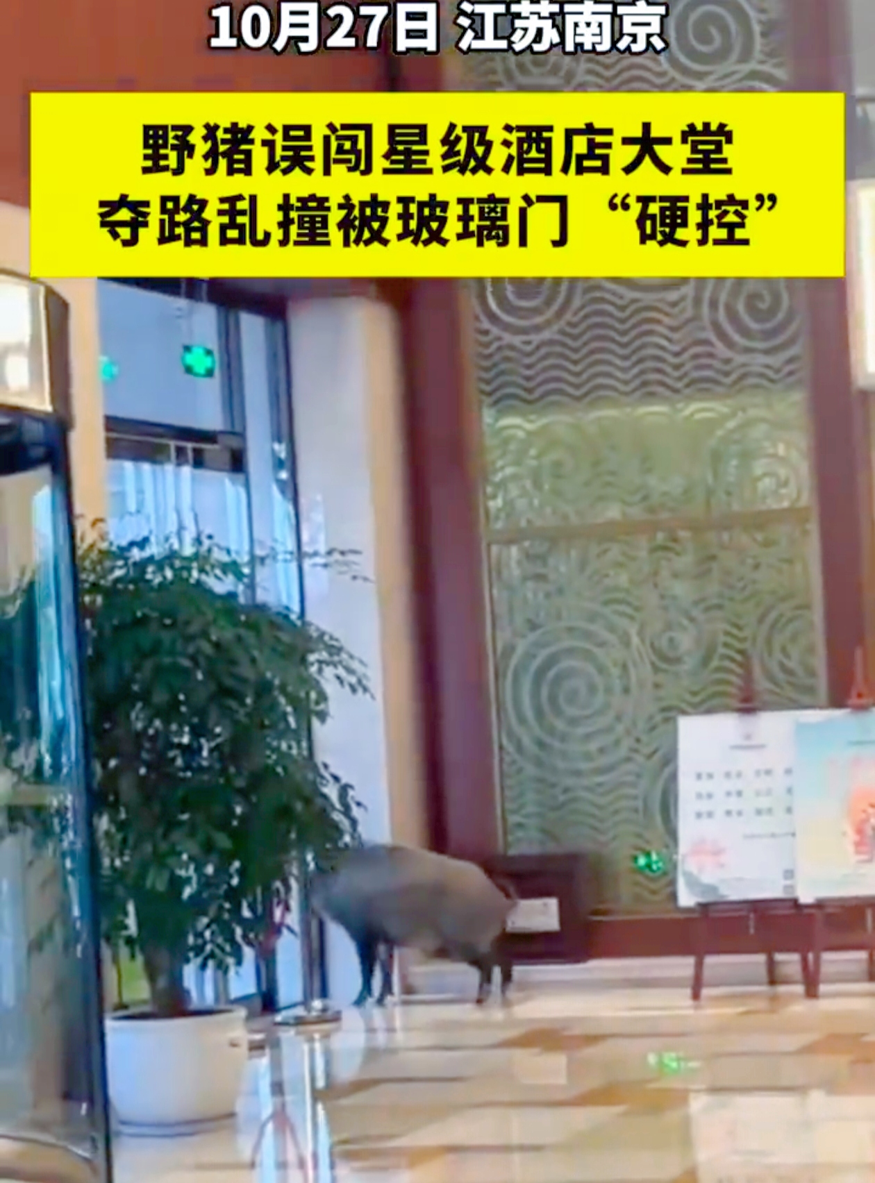 你能想象一头野猪在四星级酒店大堂横冲直撞的画面吗？
 
就在10月27日，南京某四星级酒店上演了惊人一幕。一头野猪误打误撞地闯进了酒店大堂，那家伙就像没头的苍蝇一样，在大堂里到处乱窜。它一看到人群，就