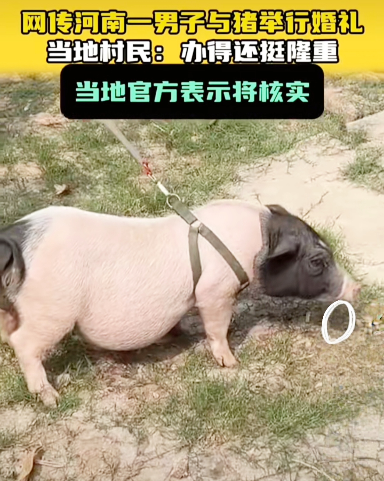 最近，一则奇葩新闻在网上炸开了锅，“男子与猪办婚礼”。这消息一传出，就像一颗重磅炸弹，瞬间引起了大家的强烈关注。
 
据说在商丘某地，一名男子身着红布，对着一只小猪又是跳舞又是跪拜。小猪被细绳牵引着，