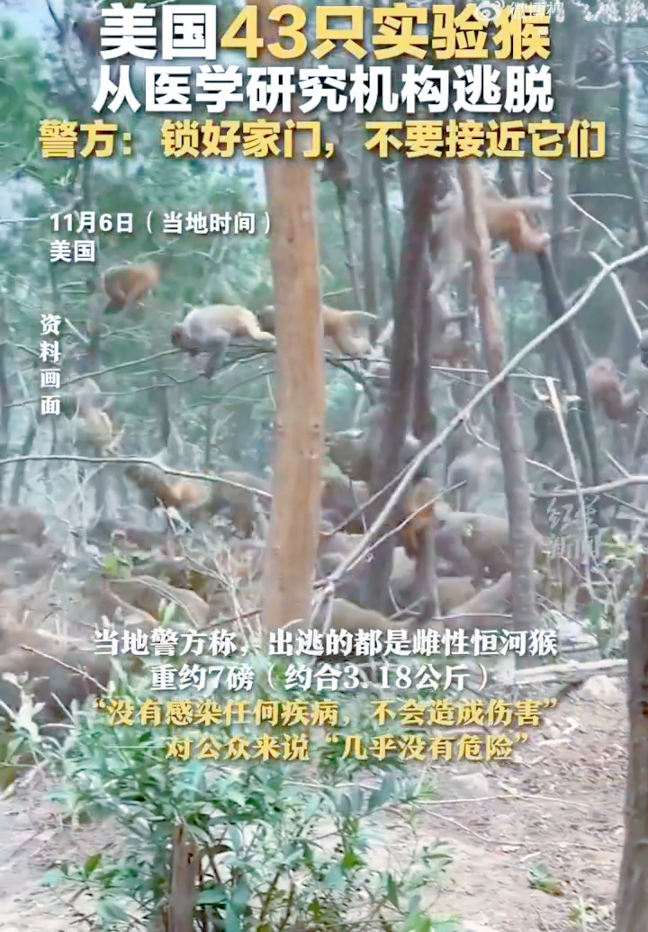 你能想象43只猴子在城市附近“撒野”吗？美国南卡罗来纳州就出了这么档子事。
 
一家名为“阿尔法创世纪”的研究机构实验室，43只雌性恒河猴逃脱了，到现在还没被抓回来呢。据说是看护人没关好围栏门，本来有