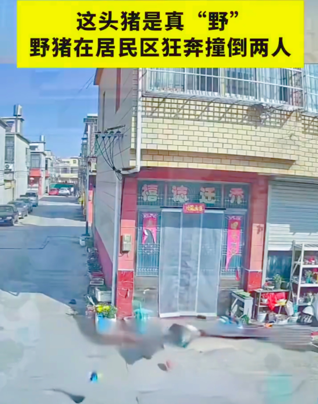 你能想象吗？电影里的“野兽出没”场景竟在现实中上演！就在安徽滁州凤阳县刘府镇。
 
11月2日，一段监控视频让这里炸开了锅。一头野猪如脱缰之马冲进居民区，它横冲直撞，那动静就像一阵狂风席卷而来，居民们