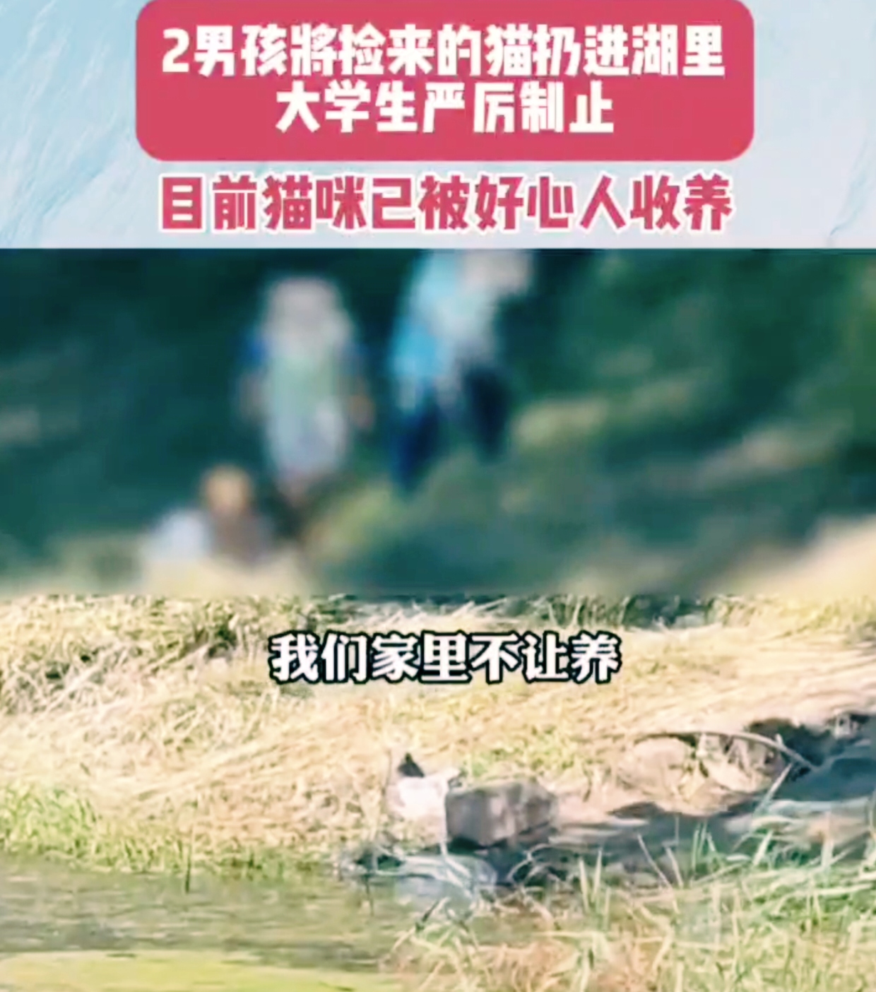 近日，在黑龙江哈尔滨发生了一件令人感慨的事情。两个男孩将捡来的小猫无情地扔进湖里，就在这危急时刻，一位大学生挺身而出，严厉制止了他们的行为。那两个男孩声称小猫是捡来的，家里不让养，所以才把小猫带到湖边