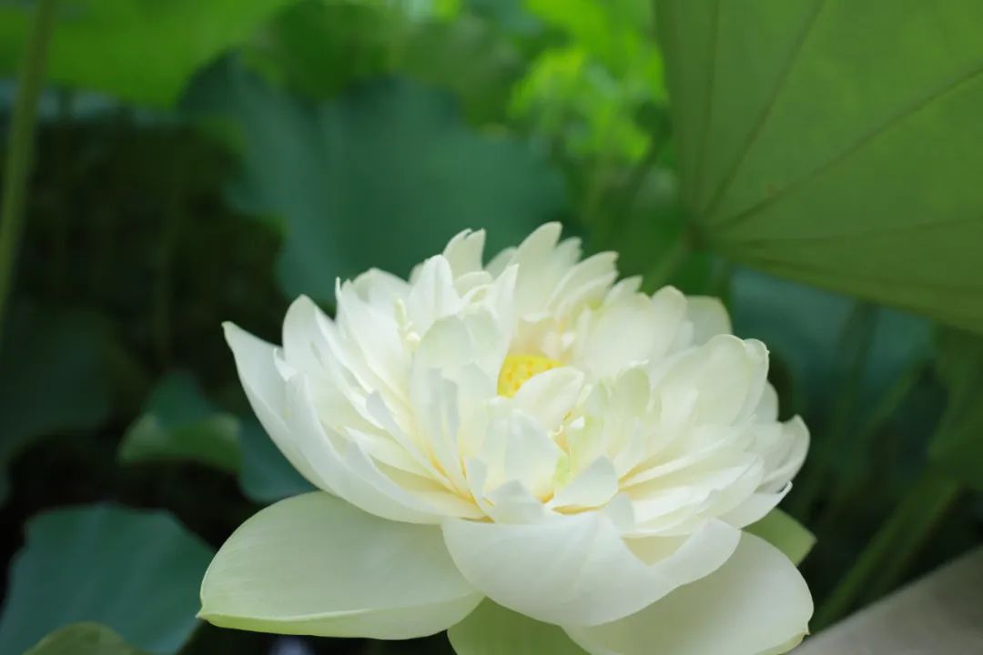 本焕长老开示：“体会不到这些东西的得来不易，从而不好好珍惜，用佛教的话讲就是不惜福，这样他们的福报很快就会消受完的，那么以后受苦是在所难免了。”我们这一生所遇到的人，所拥有的财物，都是我们的福报，应该
