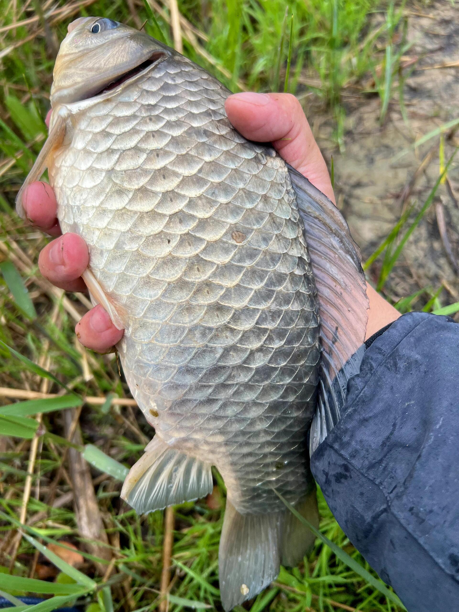 今日阳光明媚太适合甩两竿了，选择好钓位后，熟练地甩竿，然后就静静等待。可等了半天，浮漂毫无动静，我不禁有些着急。重新调整鱼饵，再次抛竿，结果依旧。
 
就在我快要失去耐心时，浮漂突然动了一下，我兴奋地