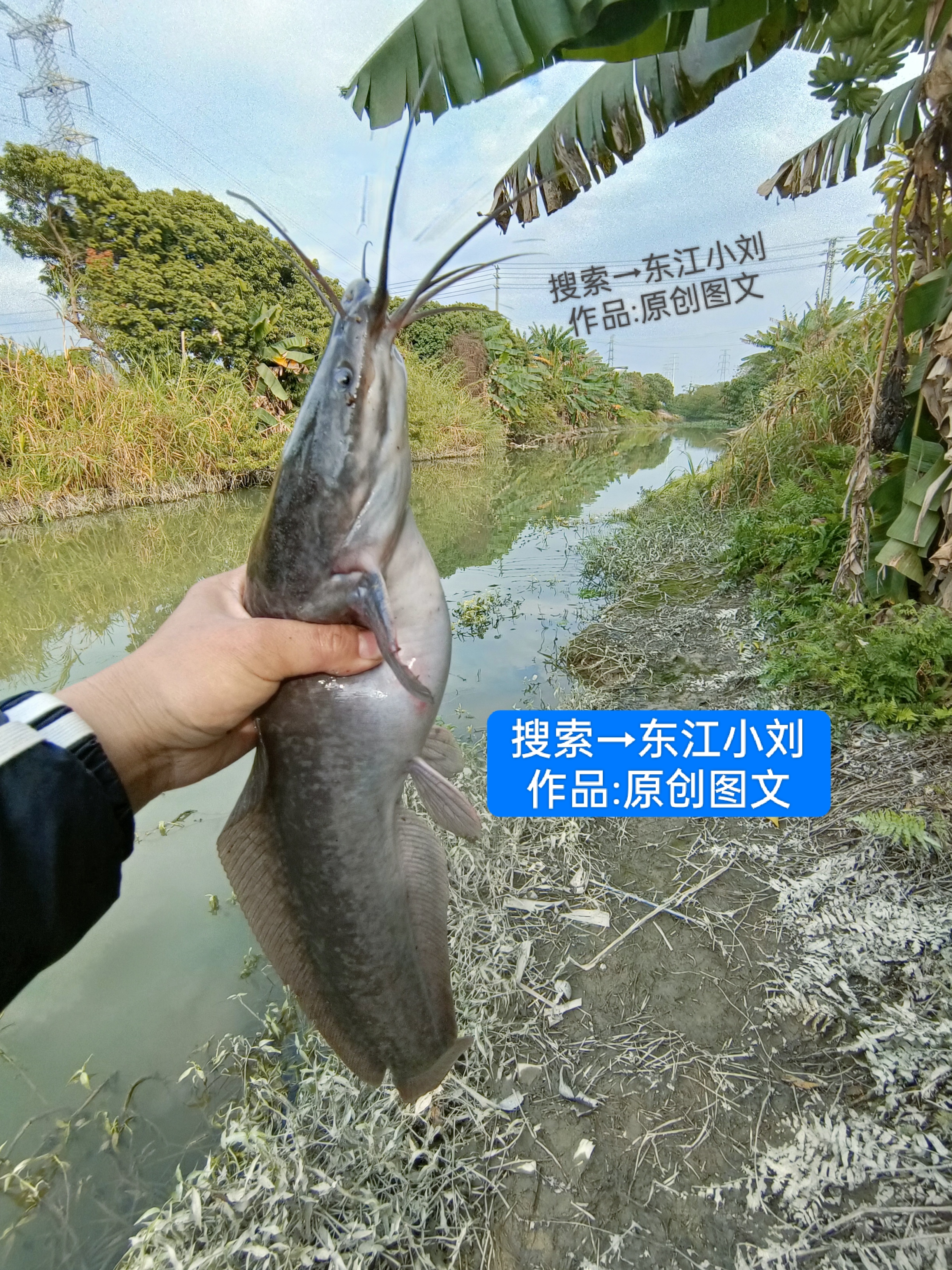 不去这条河钓鱼了，每次来到这里就是钓这2种鱼，好像没有其他正常鱼了，钓来钓去不是长胡子就是过山鲫，尤其是八胡子拉力特别爽！这么冷的天气还这么活跃，我真的服了，抛下第二杆就一个大黑漂，第二杆就中鱼了，没