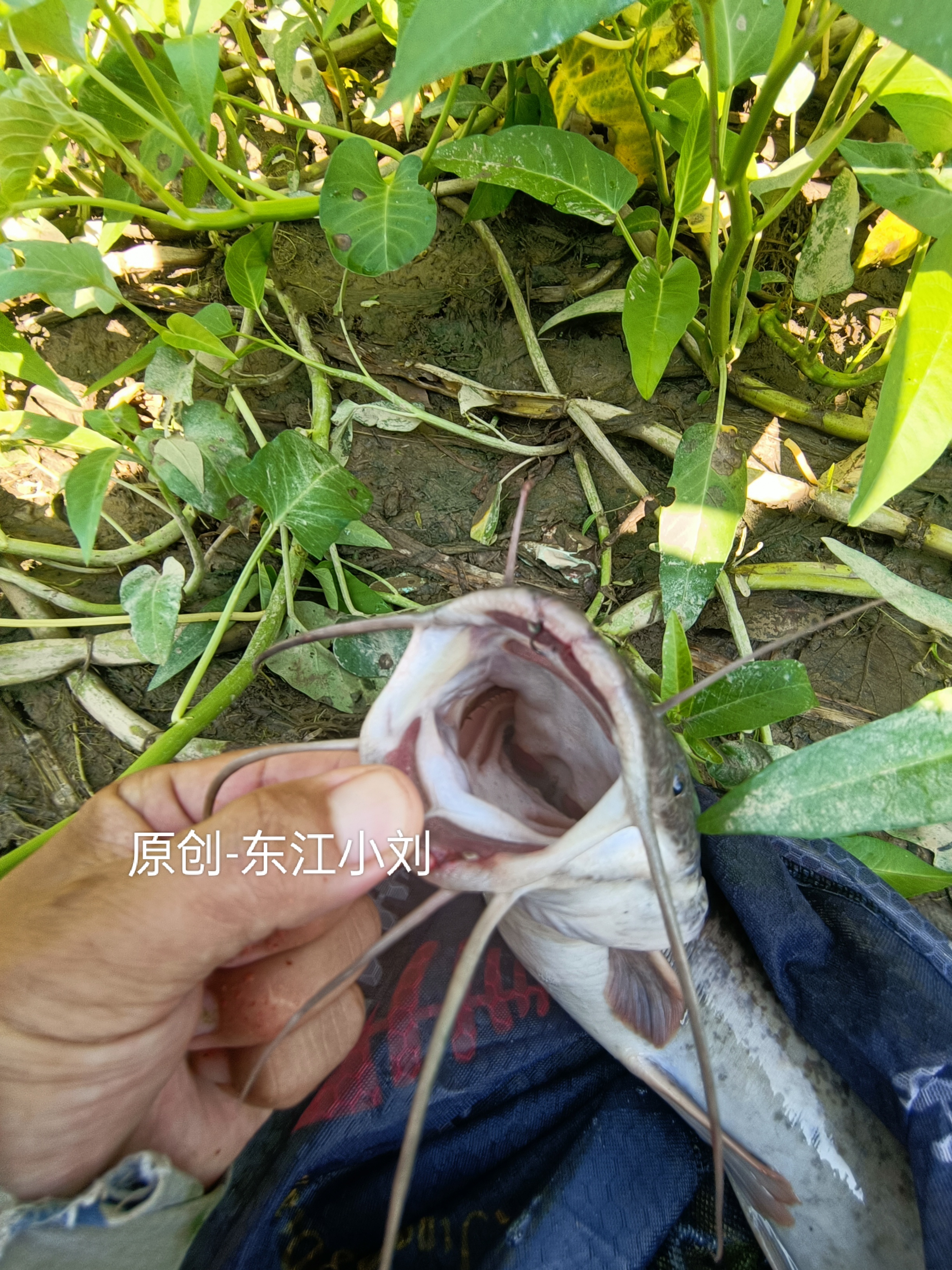 昨天在小河里面，钓了一条嘴巴长了很多胡子，全身有的类似泥鳅，斑灰色，肚子白，嘴巴扁行又大，嘴唇外面长了出八条胡须，又粗又长，奇怪的是，居然嘴里还有磨砂牙齿，上下都有，嘴上嘴下都有二排，牙齿很平衡，不锋