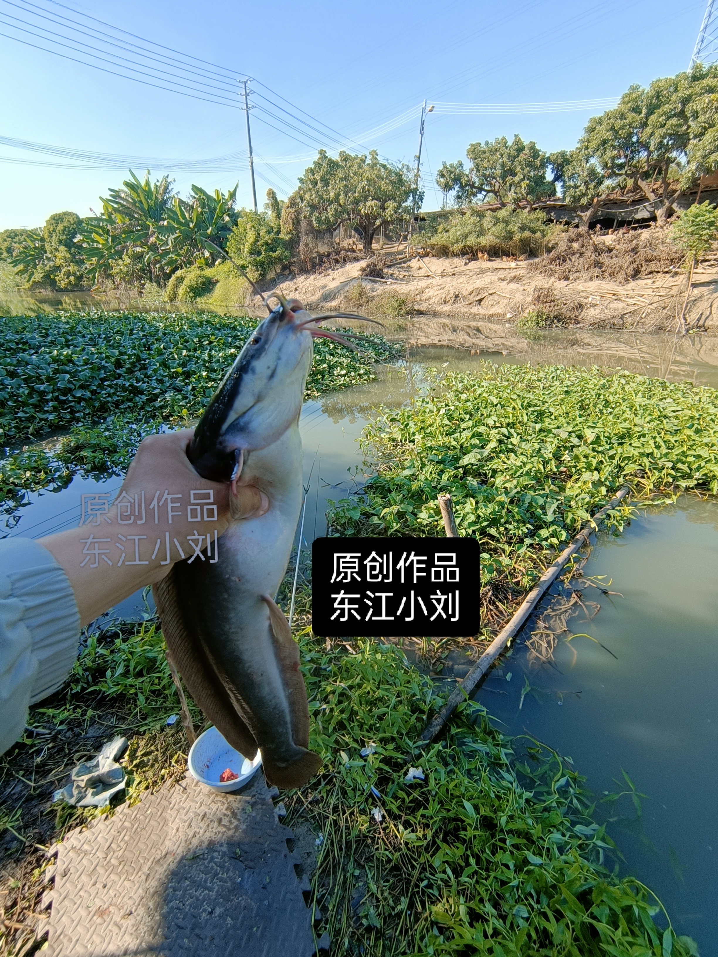 这种鱼好吃不，全身滑溜溜的，吃起来肯定很滑脆，你知道清蒸还是红烧好吃。难怪这种鱼一个鳞片都没有，嘴巴又大又扁，嘴里还长出了奇怪的长胡须，又粗又长，腹部全是白色，肩膀上土灰色，看起有点 类似埃及。
每次