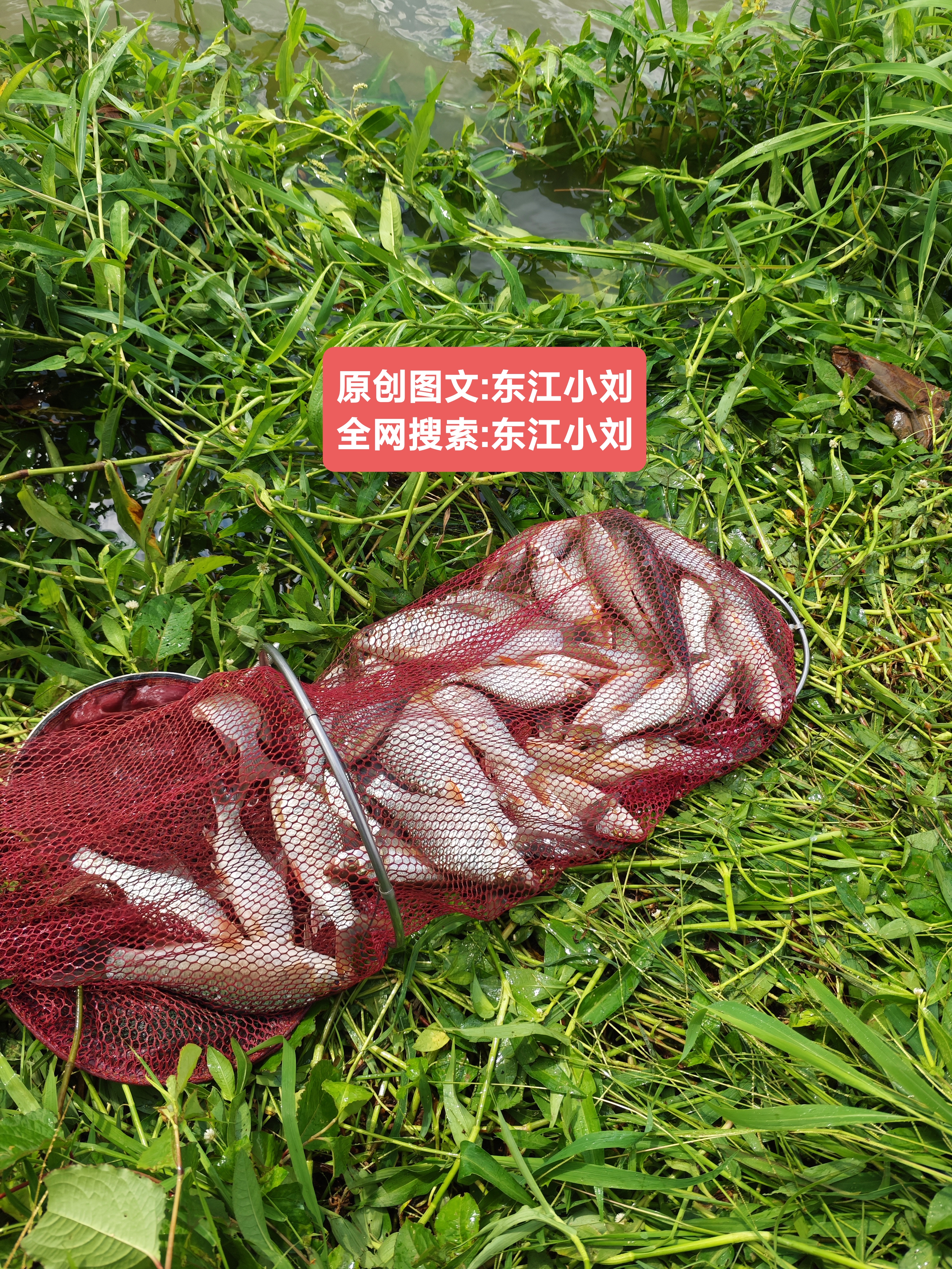这个位置钓了不少鱼，估计有几十斤，想低调都不允许，真拿他没办法，几顿饭的时间钓得怀疑人生，全是这种广东鲮鱼，这种资源藏鱼太丰富了，下竿疯狂连竿，连得我想喝口水都没时间，在钓下去可能鱼获都提不动，情愿放