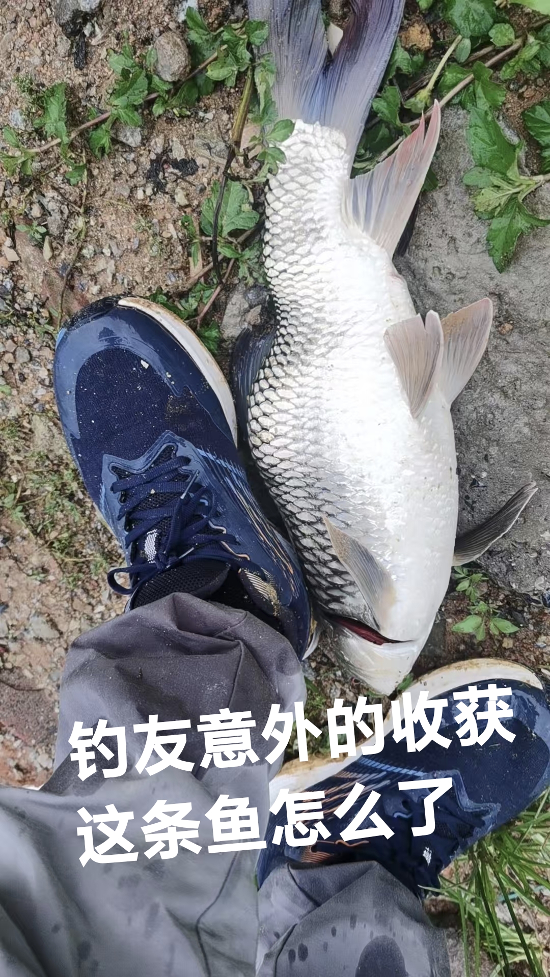 前几天钓友在东江意外的收获，钓了一条比自己穿的鞋子还要长，估计好几斤，慢慢提到岸边上前一看，突然这条白色鲮鱼不对劲，尾巴卷了一圈，弯弯曲曲，仔细地看半天，还没有看出名堂，不知道怎么回事，好好的一条大白