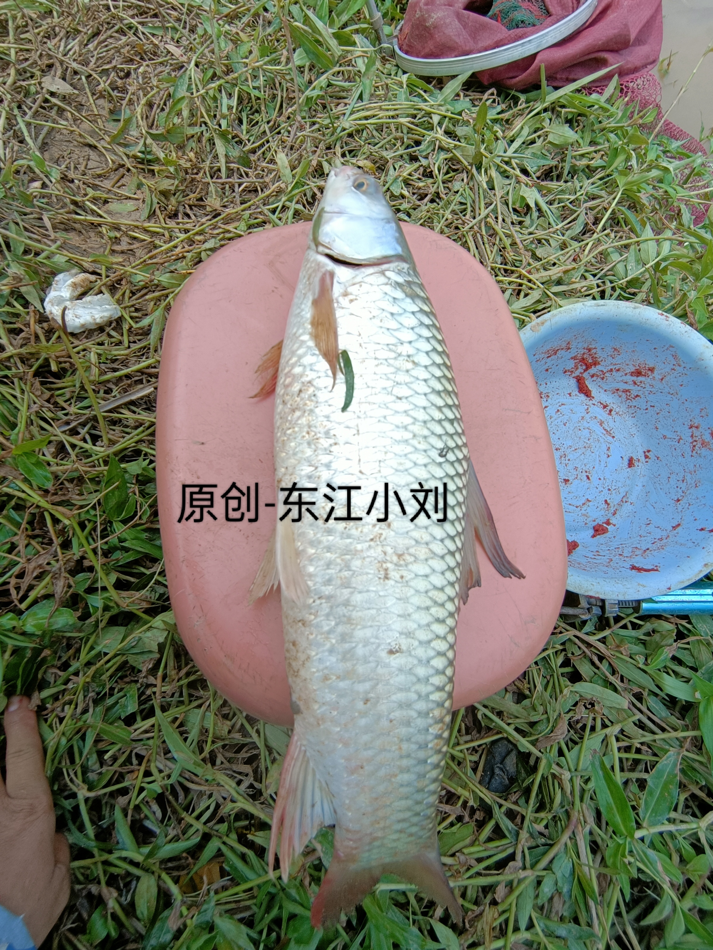 东江这种回弯位置钓的蛮不错，每次来都会钓条草鱼不像草鱼，看上去非常类似草鱼，不过嘴巴有点尖，腹部超白色，背面两边鳞片都带点清一色形状，不仔细地看，差点误以为是草鱼。
这条假草鱼纠缠了我5分钟时间，才把