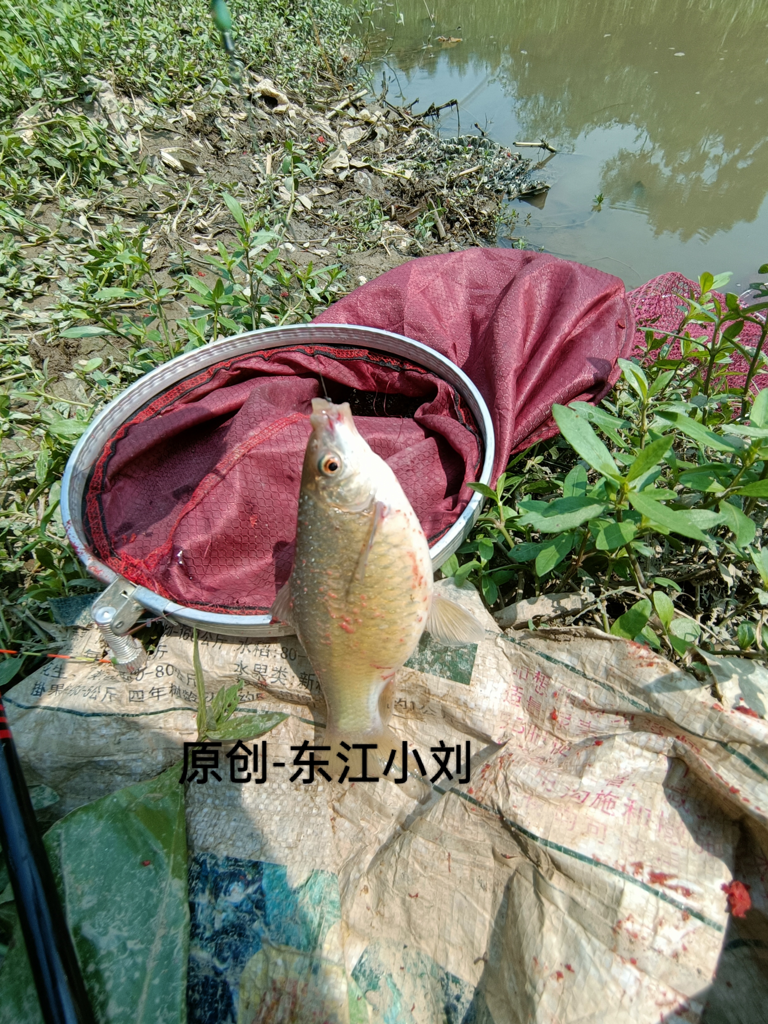 昨天钓到一条肚子这么大的鱼，又肥又胖，提起来，估计有半斤多重，嘴巴非常小，鳞片像鲮鱼，会不会真的是鲮鱼，看了半天，还没看出什么名堂。先把这条鱼拍几张照片，发到网上，看看网友们能不能认识，是什么品种，叫