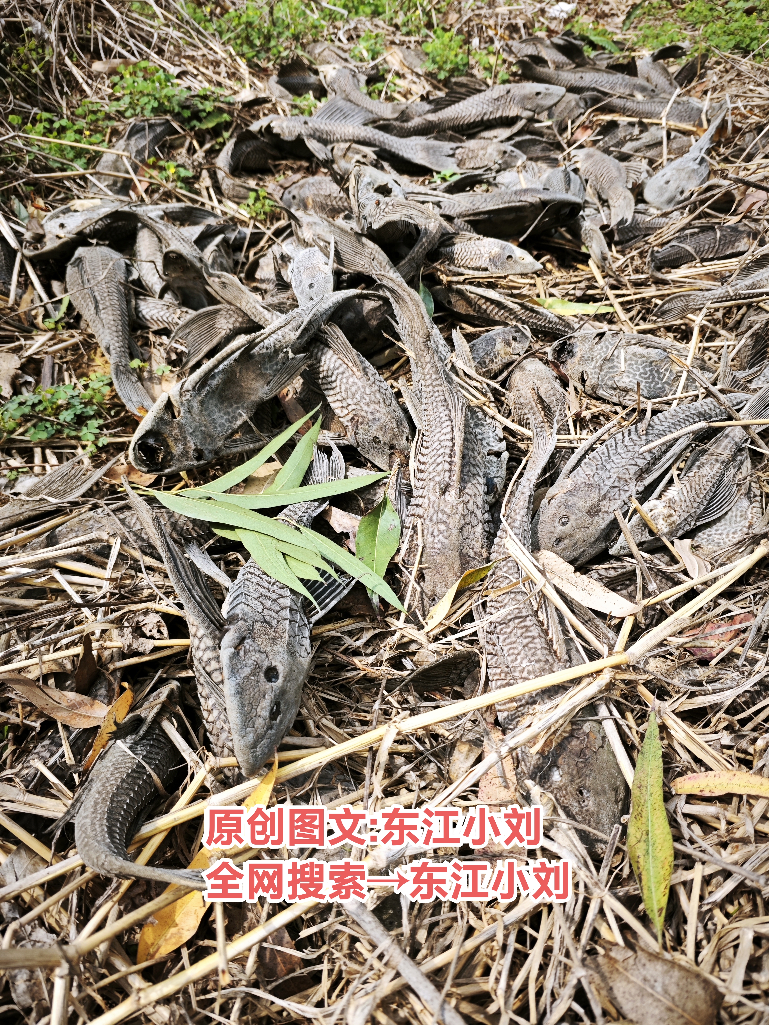 昨天去钓鱼的路上，发现路边丢着一大堆外来物种，不知道谁扔的，估计有60多条，全是这种黑骨鱼，也不拿回去吃，简直浪费了，如果换了我可以把他嗮鱼干，做饲料，喂鸭都行，很多种方法，他可能不知道用处，其实清道
