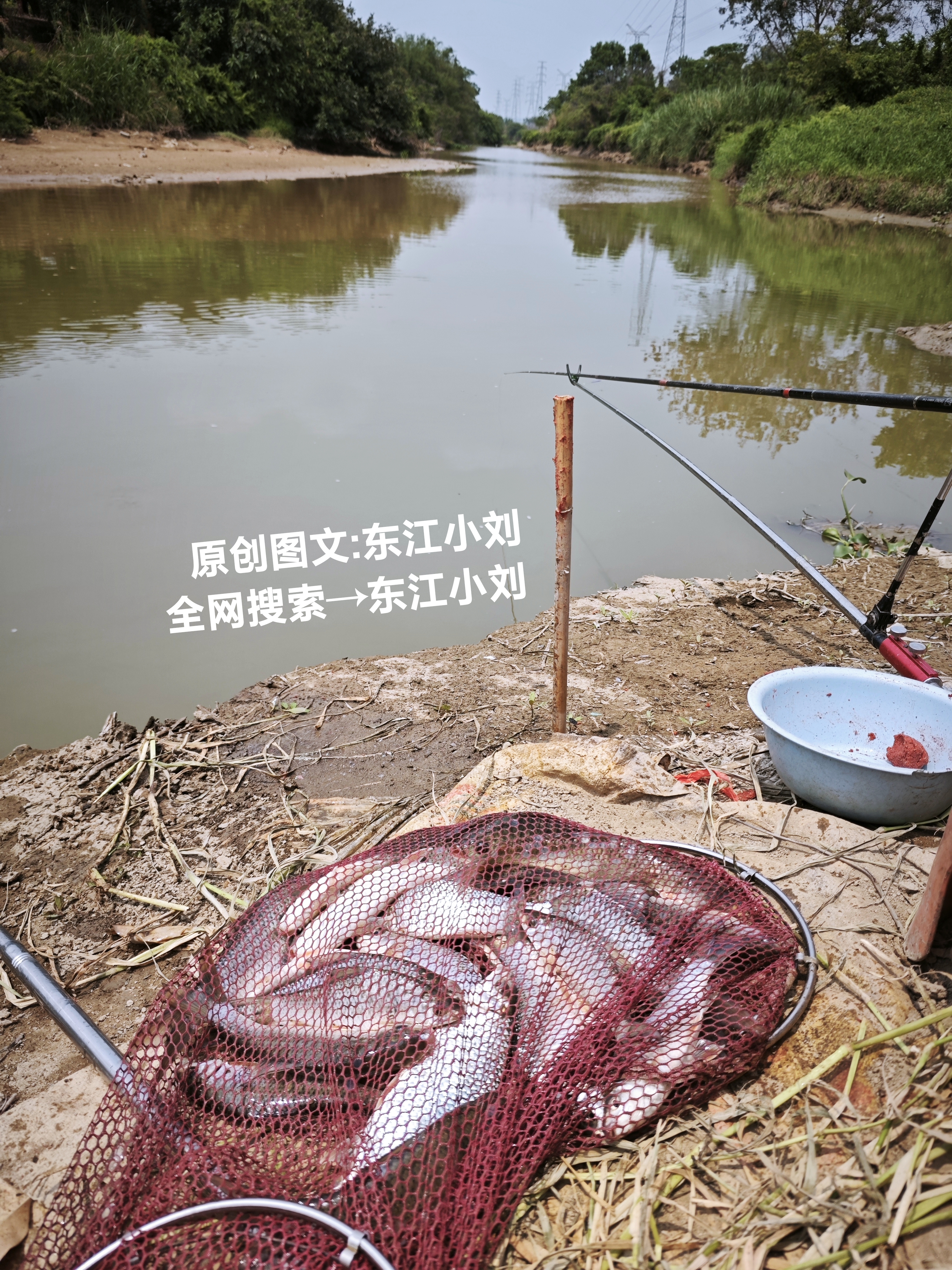 昨天中午，在惠州三岔口泥巴滩钓鱼，钓的全部这种土白鲮，水这么浅还这么藏鱼，怪不得河面上到处都是浑水，位置还不到一米，钓这种土白鲮连窝料都不用，鱼钩丢下去就一条接一条，连续钓了一个多小时，钓的比人家黑坑