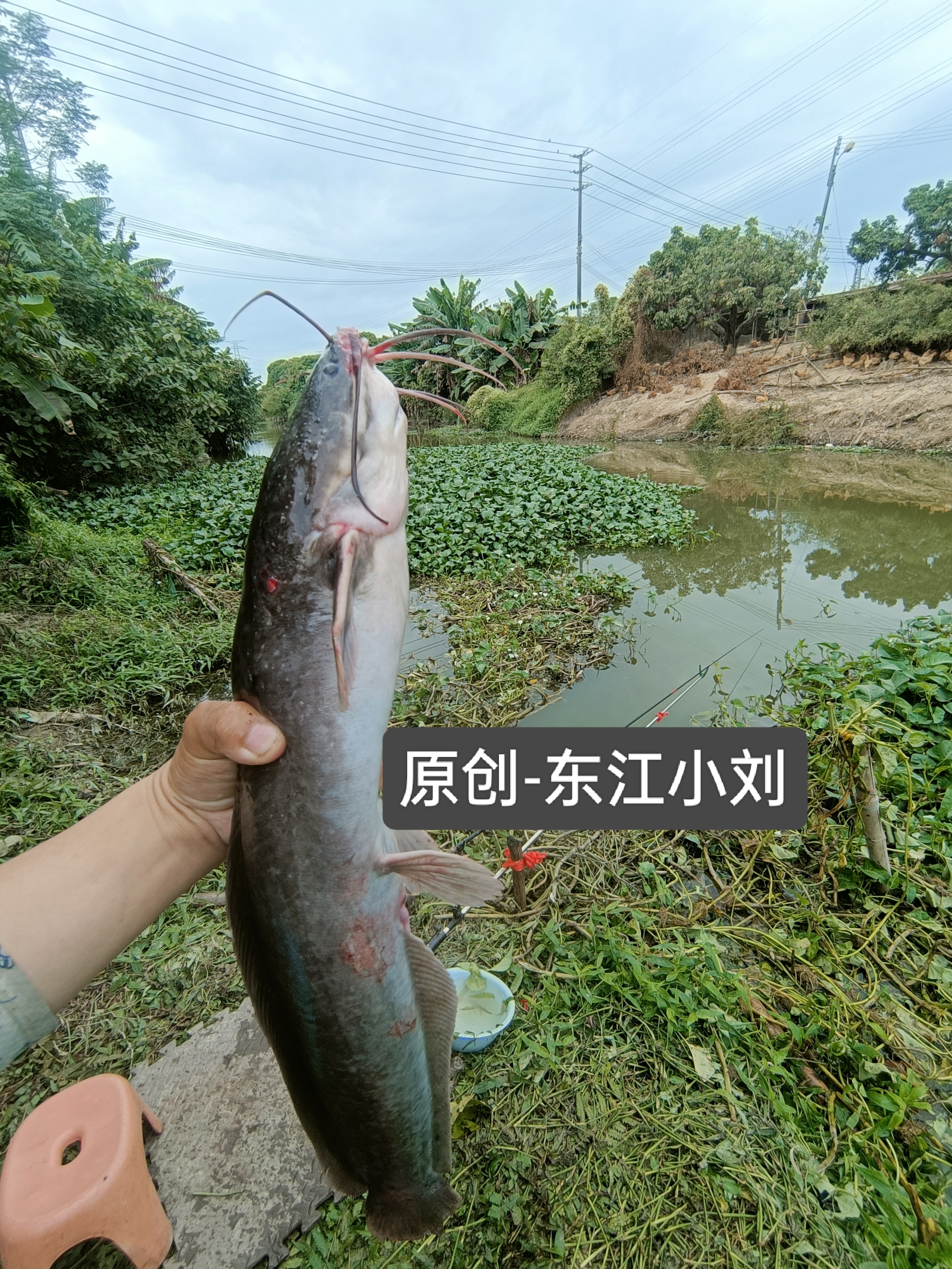 又是一个新钓点，钓草边基本都是这种鲶鱼，拉力又大，手感特别爽，尤其是他那种在水底翻滚、滚来滚去，真的钓杆都挺不住，竿子弯的竖都竖不起来，那种劲只有手中握着鱼竿才知道感觉，溜这个鱼要半天才能把他制服，不