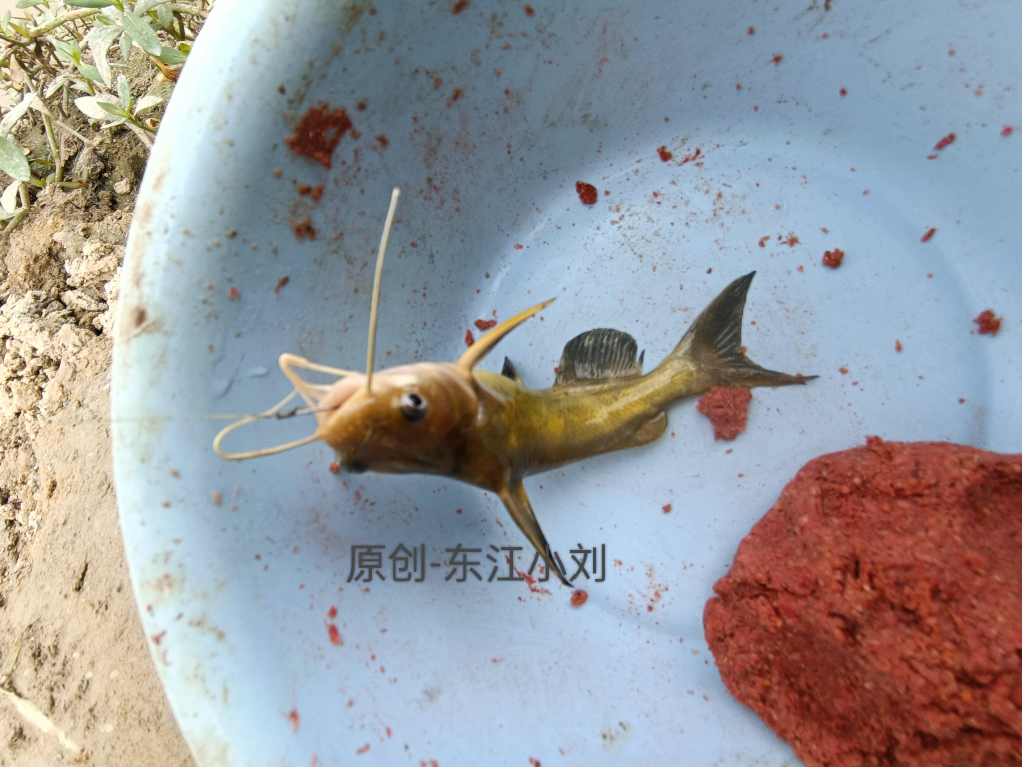 今天手气还不错啊！钓到了一条类似黄骨鱼，钓起来的时候，不停地呱呱叫！嘴巴动来动去，不知道叫什么，这种声音太奇怪了。
听说这种鱼是鱼类之中的极品，不知道是不是，一身金黄色的，嘴巴长了几根胡须，又粗又长，