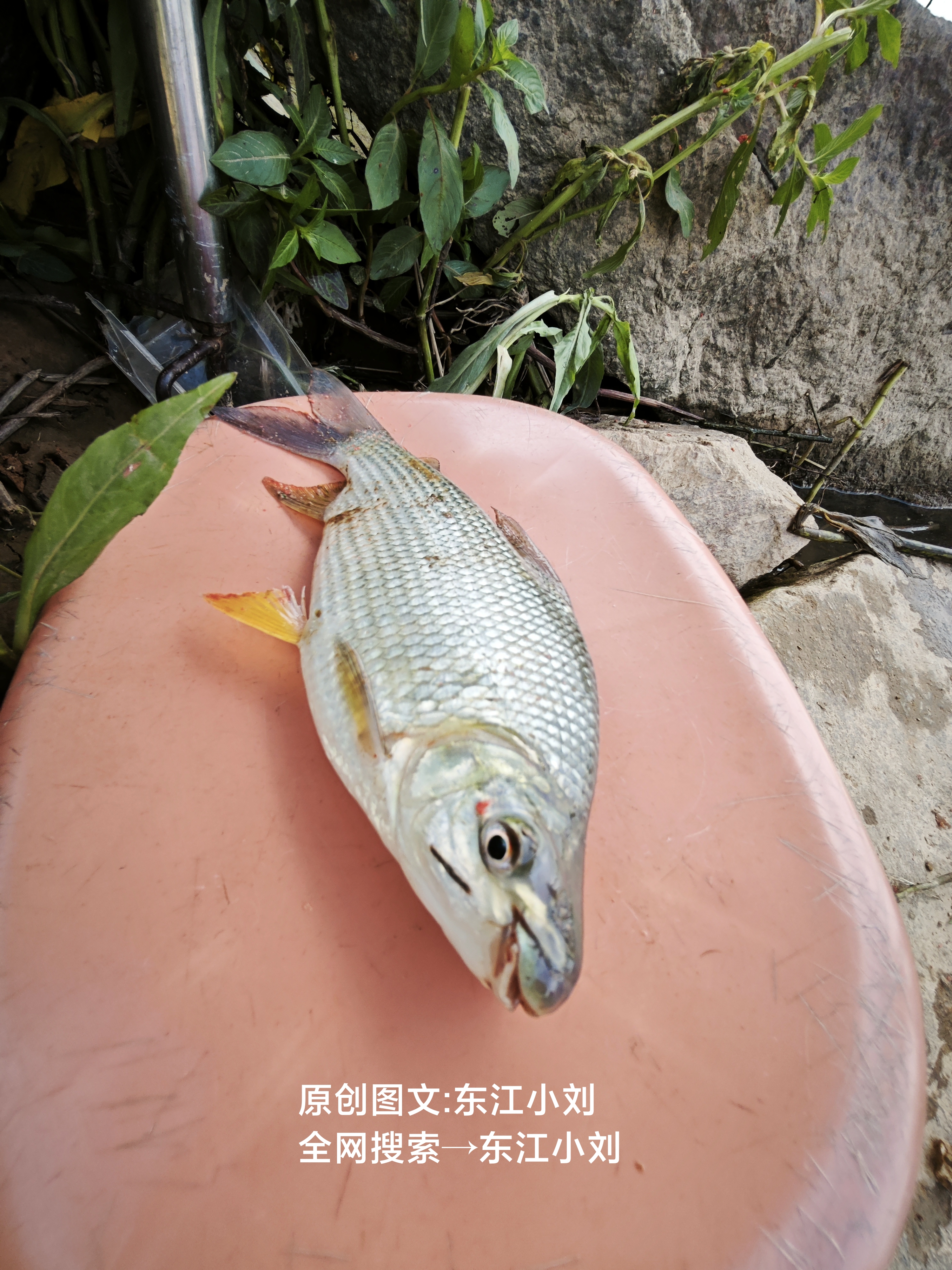 昨天在东江钓了一条奇怪的鱼，看上去有点类似海鱼，尤其是嘴巴非常特殊，嘴唇有点厚，嘟起来，看来看去都不知道是什么鱼，取出钩子，拍了几张图片，然后赶紧放了。后来想了一下，发到网上，问一下网友们有没有认识这