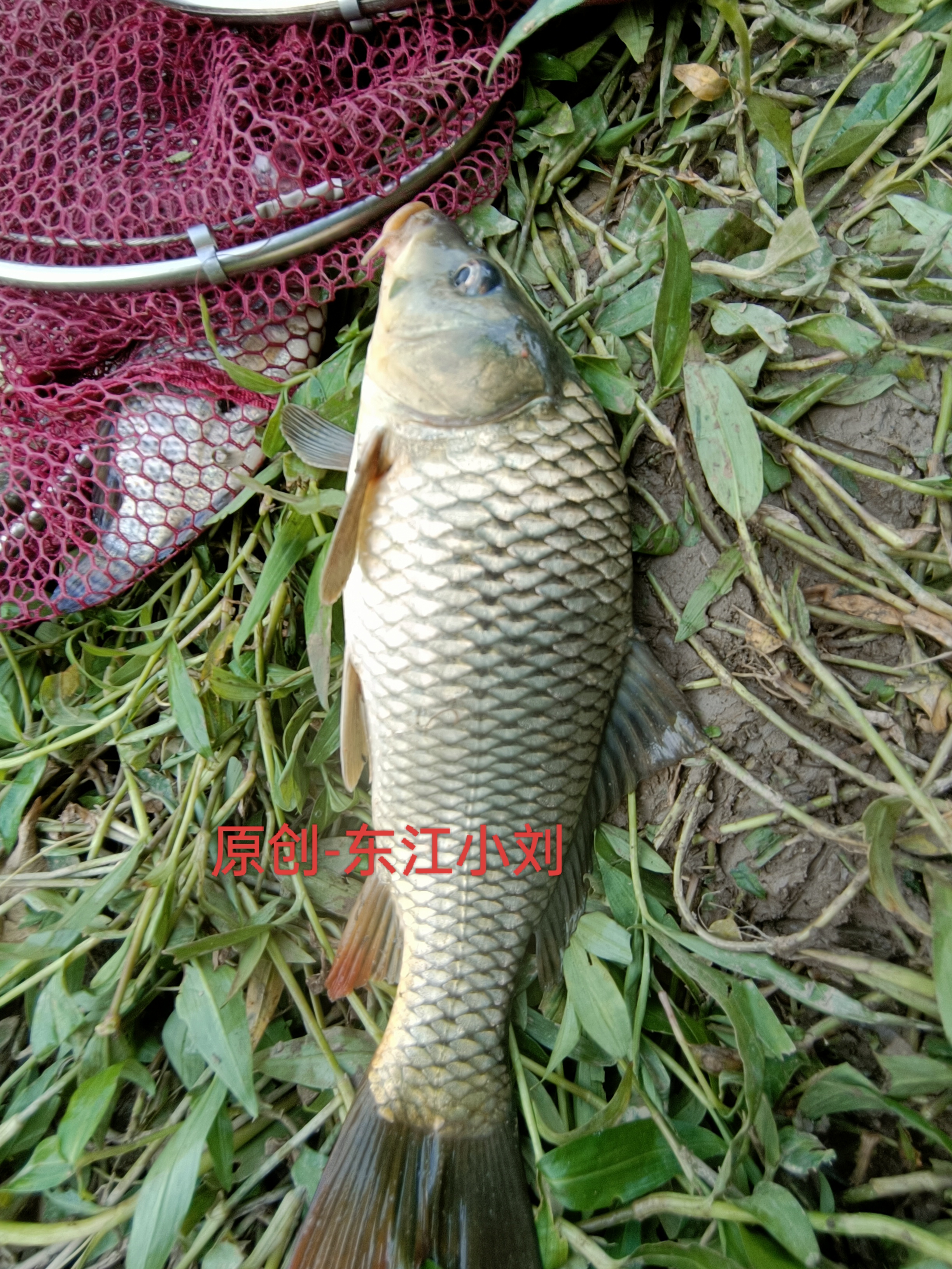 最近在浑水沟钓鱼，水深不足70公分，钓到一条比较大的鲤鱼，还有其他鱼，比如鲫鱼、鲮鱼、泰鲮、巴掌非等等这些鱼，在这个新的位置鱼获还是相当不错，就是因为水浅一点，不过70公分都能遇到鲤鱼，说明这种位置鱼