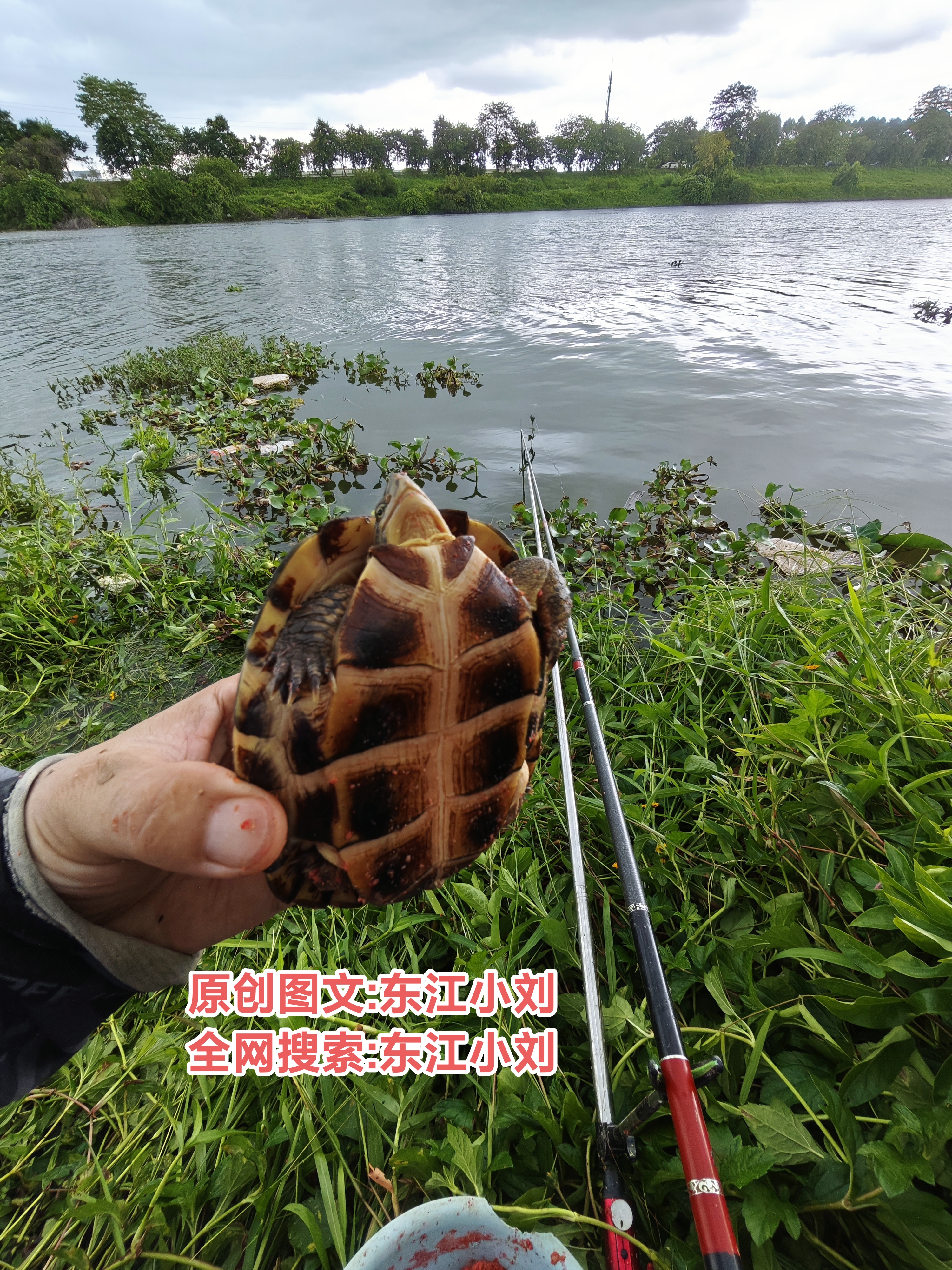 沙河这个草边位置，白条罗非怎么了，3个小时都不开口，钓了半天，突然钓个龟，钓了这么多年鱼，还是第一次，这乌龟咬钩真的捉摸不透，咬钩一点反应都没有，连浮漂都不动，就像清道夫口一样，提竿的时候，我以为挂底