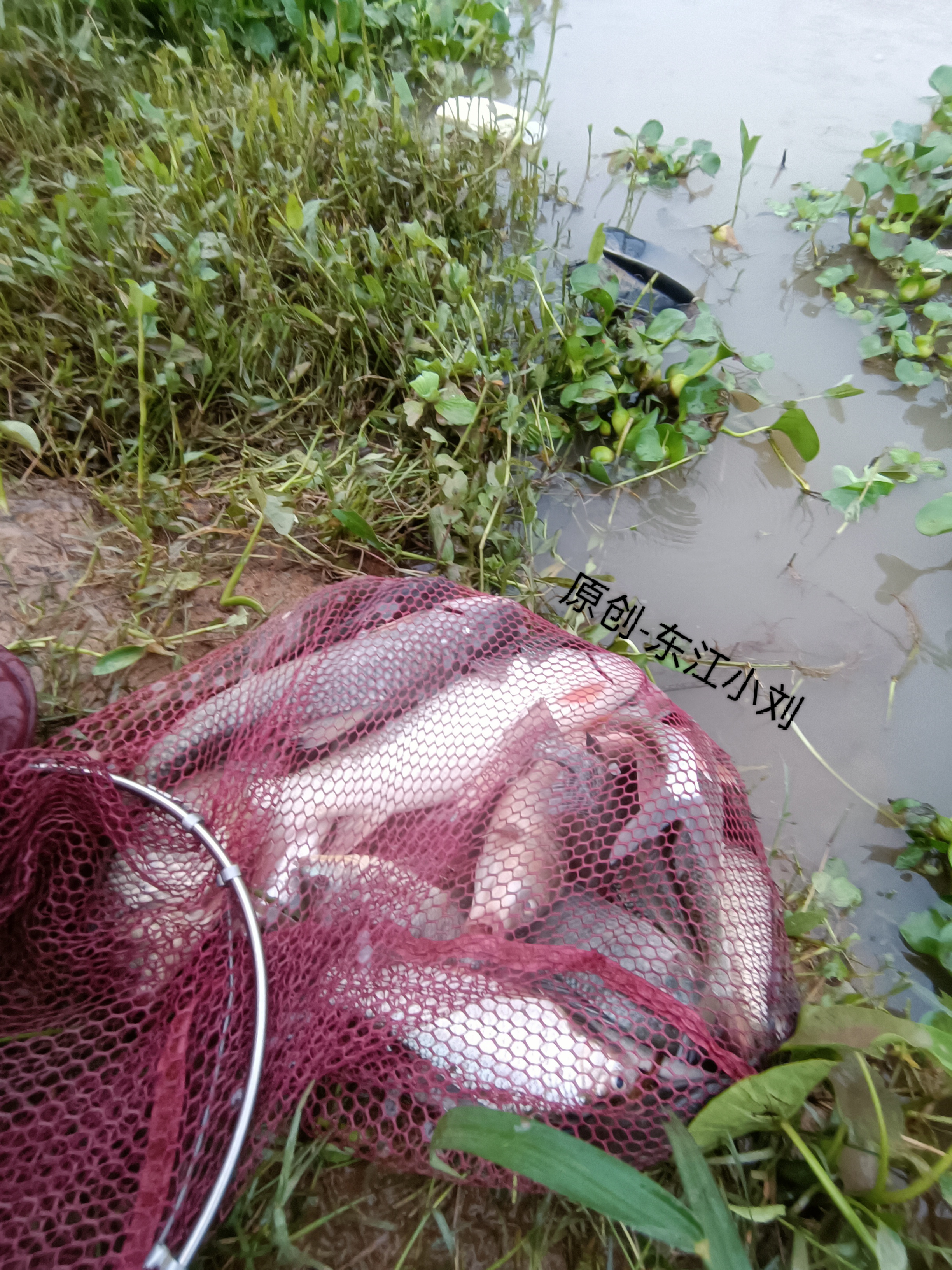 下雨天钓鱼，果然不一样，直接来个小小暴富，鱼获还真不懒。野外钓鱼就是要挑选有草和水葫芦的钓位，这种位置不管他水浅水深，下杆是必然，所以这些位置都离不野钓。
这次成功钓了2条大货，还有大板鲫、鲮鱼、巴掌