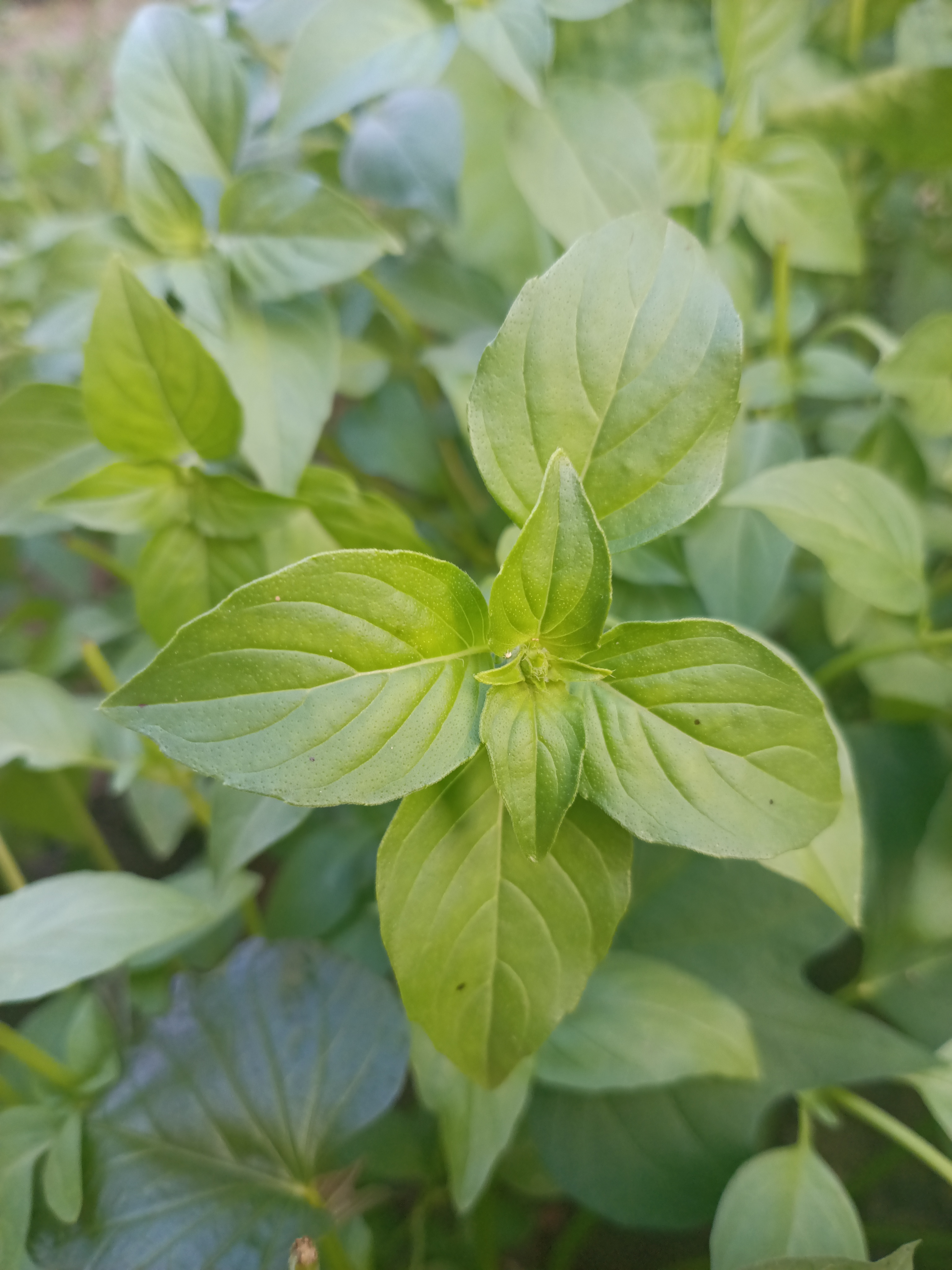 自然清新的茎芥：只有河南人才懂得的绿色蔬菜！
