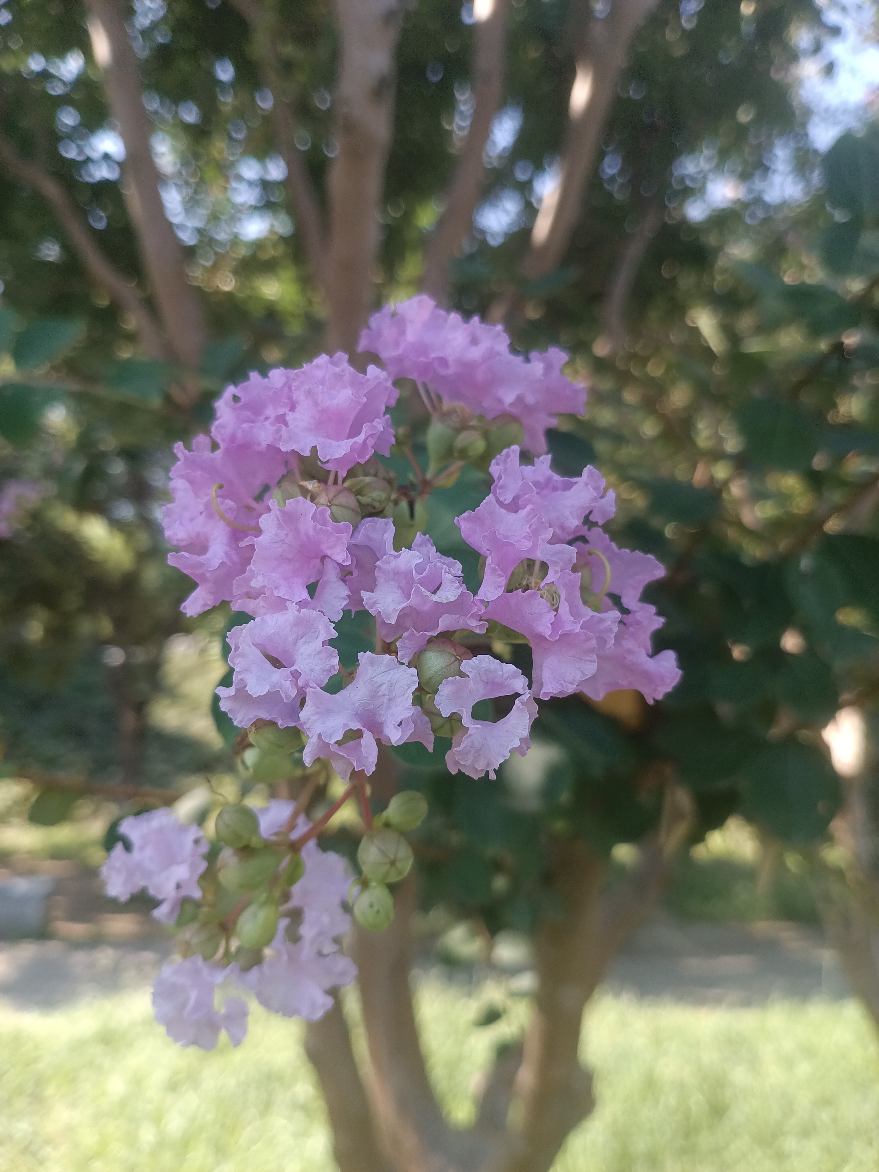 粉嫩花朵绽放在阳光下，生机勃勃的自然之美。