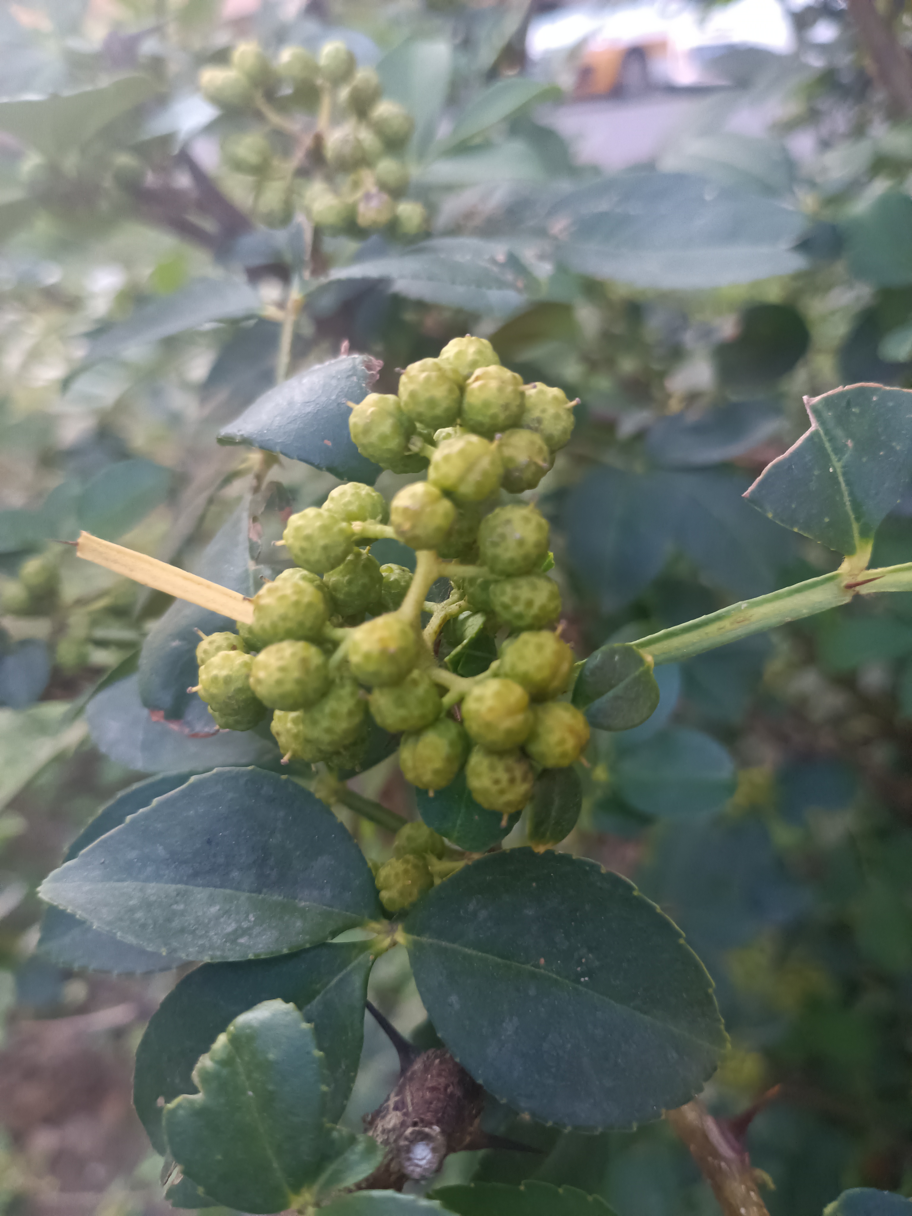 花椒：
自然生长的嫩芽和果实，植物之美尽收眼底。