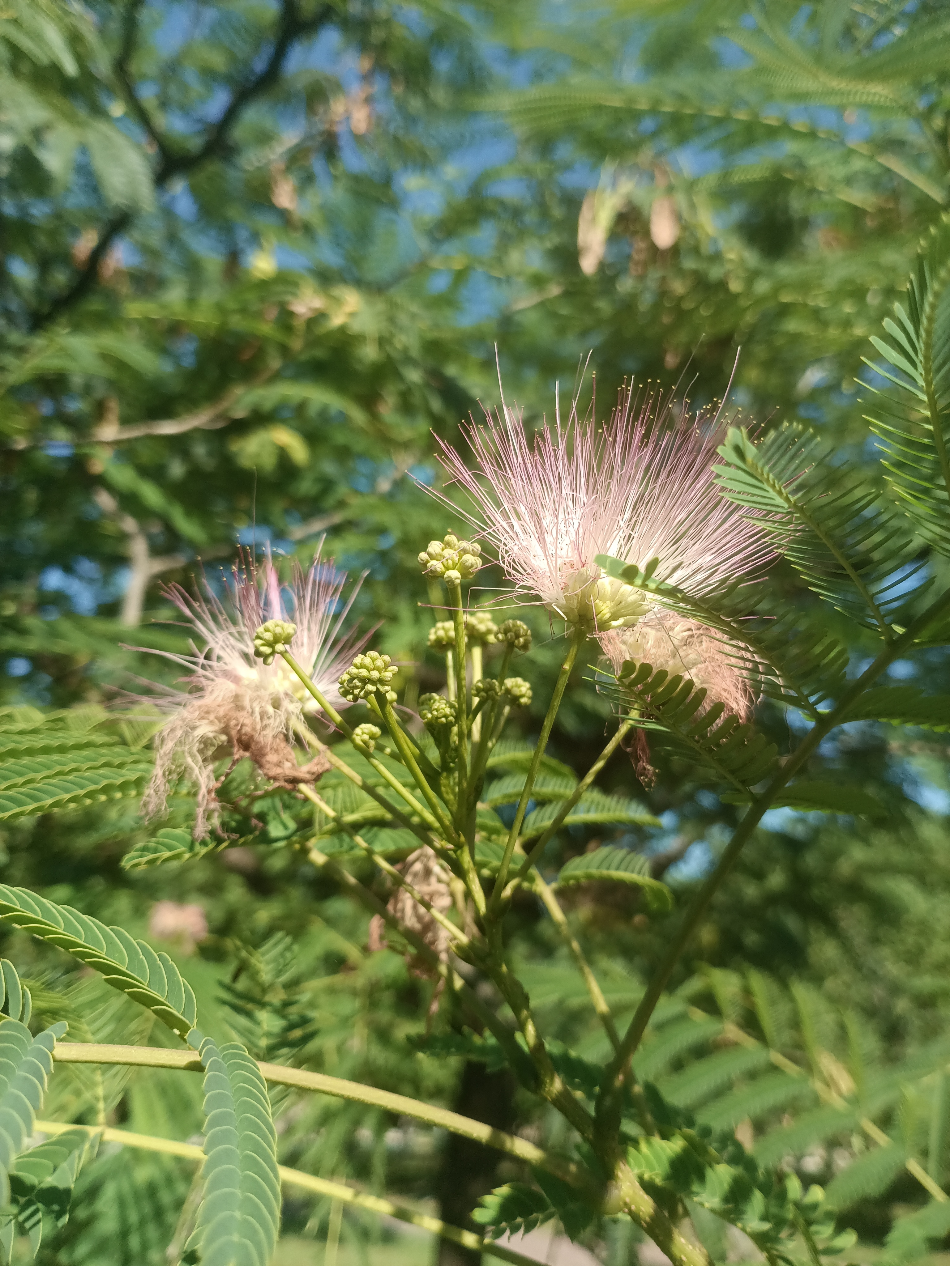 梦幻绒球花：
粉嫩的花朵在绿叶间绽放，自然之美尽收眼底。