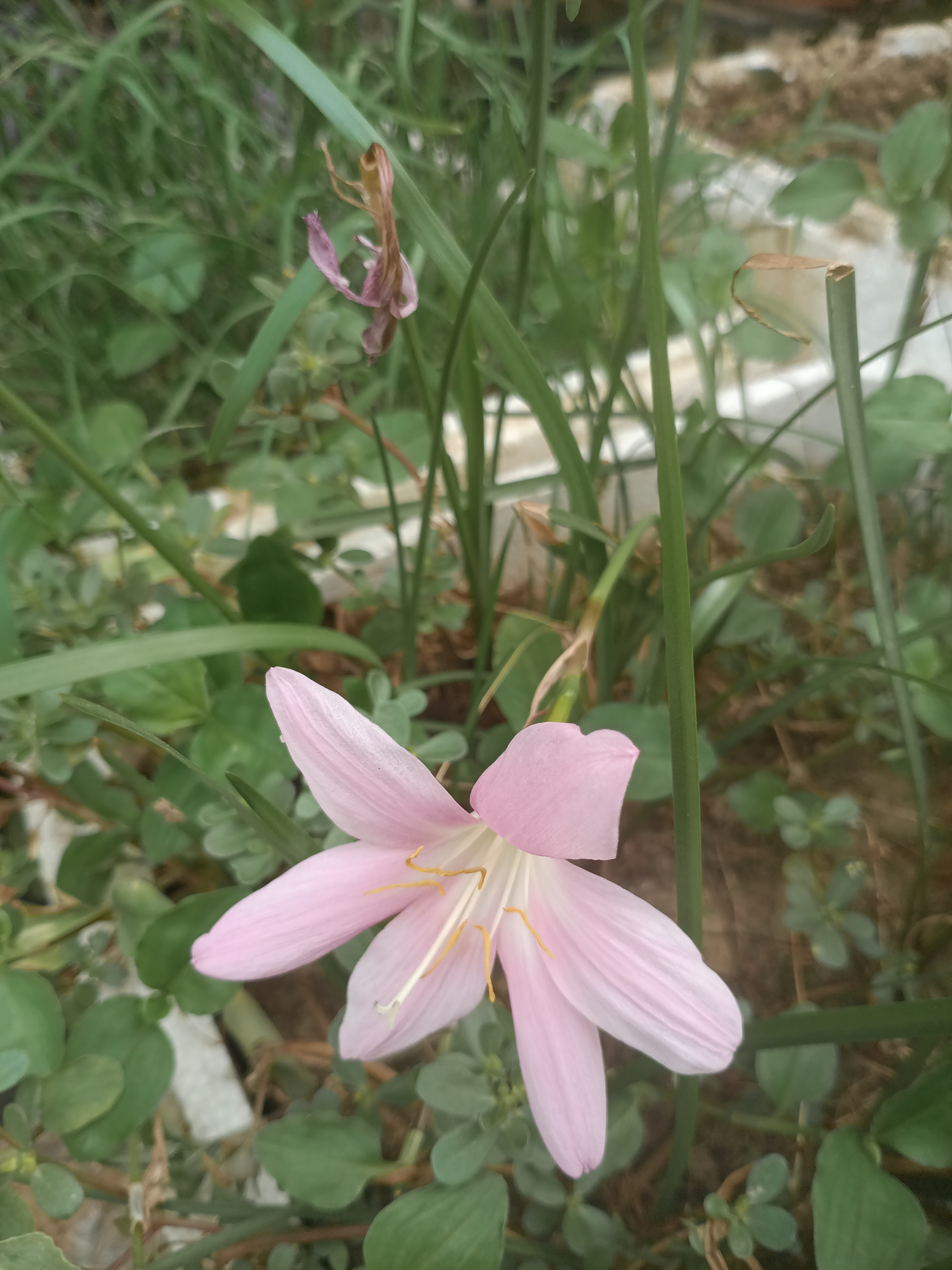 花落花开，花落花开。