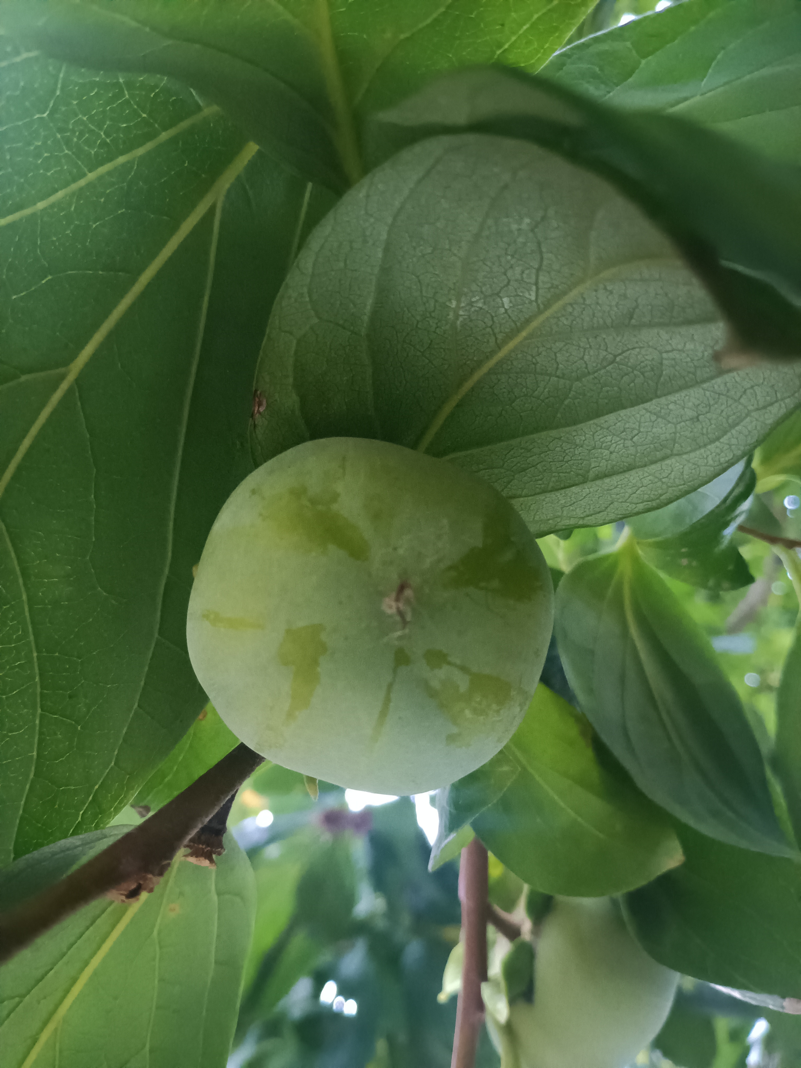 绿叶陪伴的青色柿子，期待它们变甜的那天！
