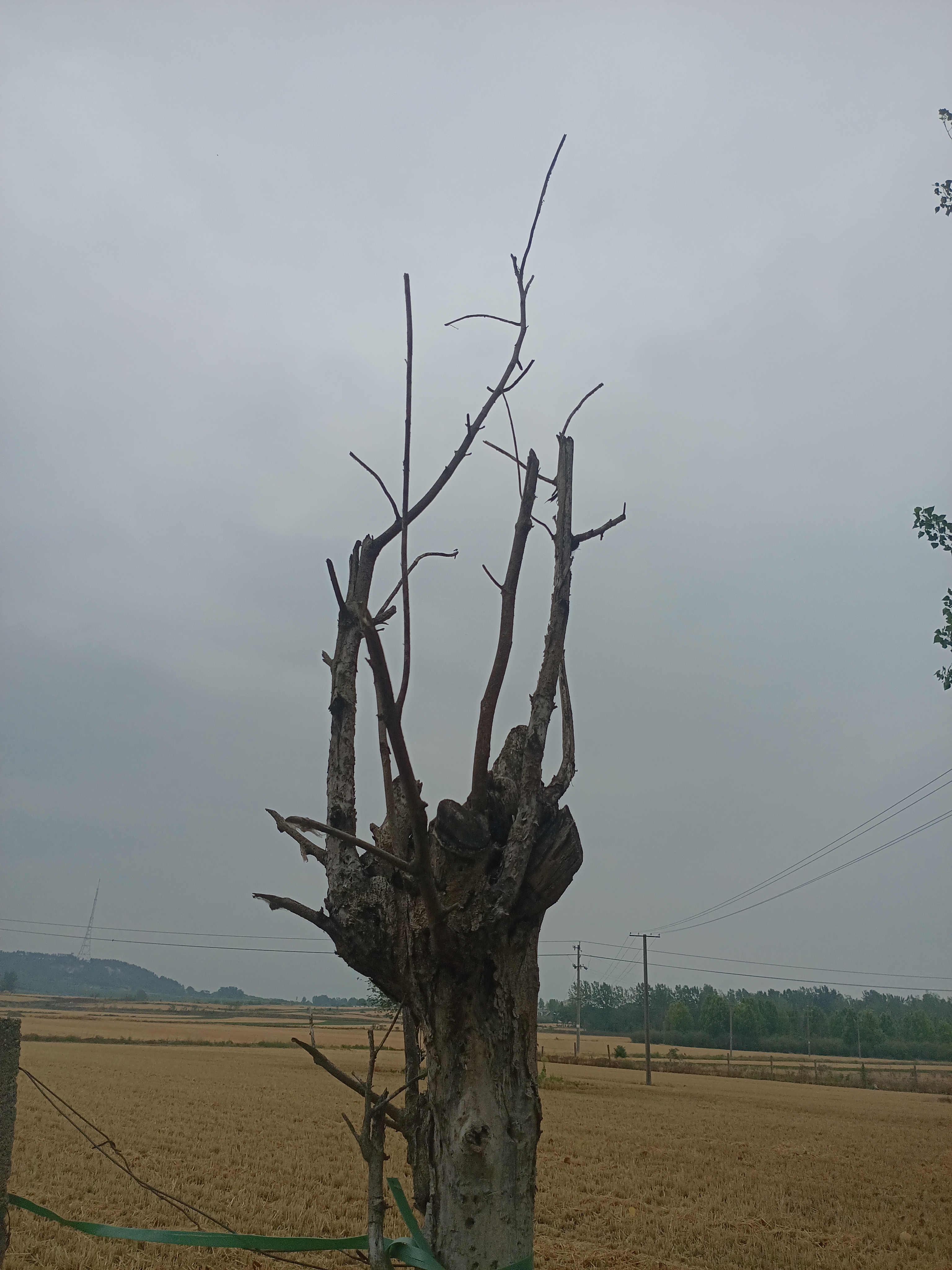 经历过太多风霜的一棵树，依然顽强地站立在田野上，它的故事写在每一条皱纹里。