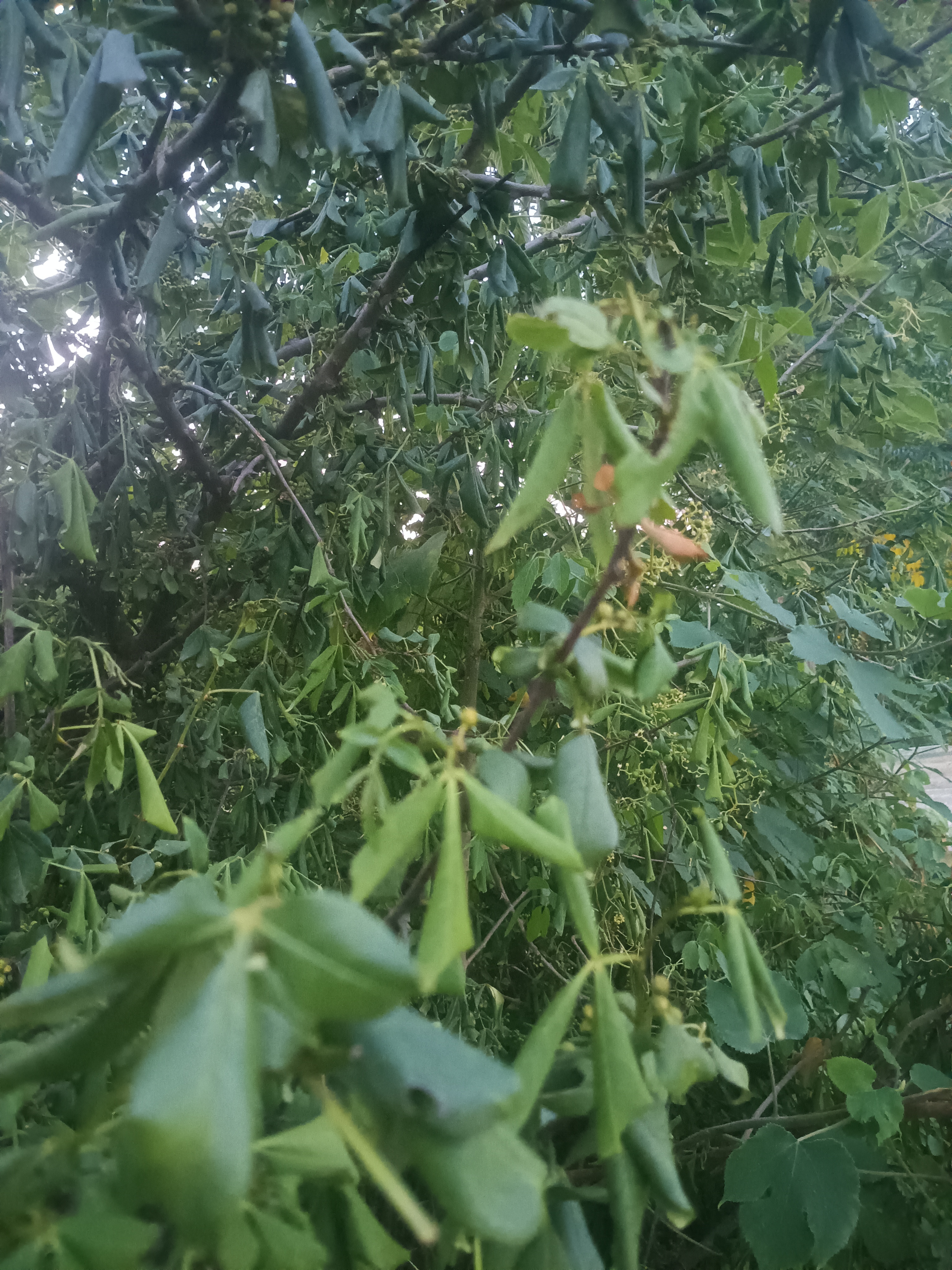 河南高温天气下的花椒树